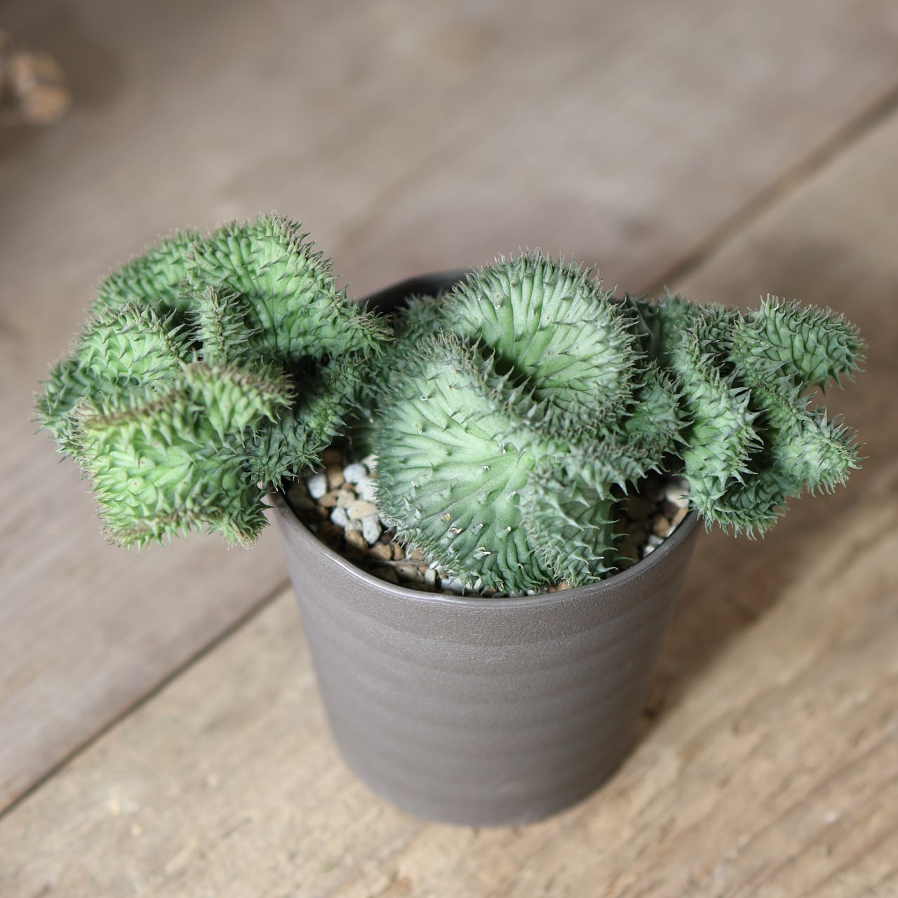 307 この幹、ただ者じゃない『トックリキワタ』観葉植物 【送料無料