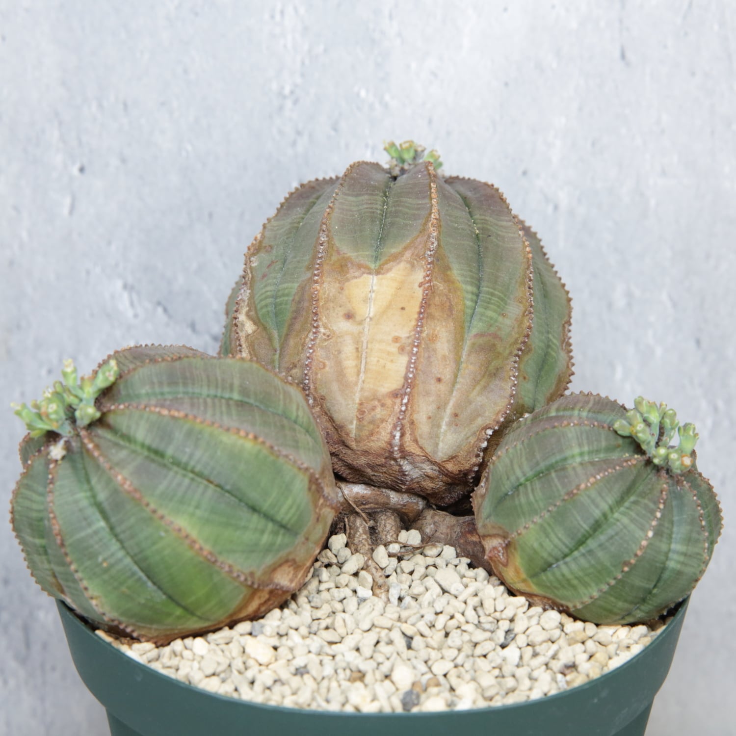 オス株 超大株 最大幅約 14.3cm トリプルヘッド オベサ