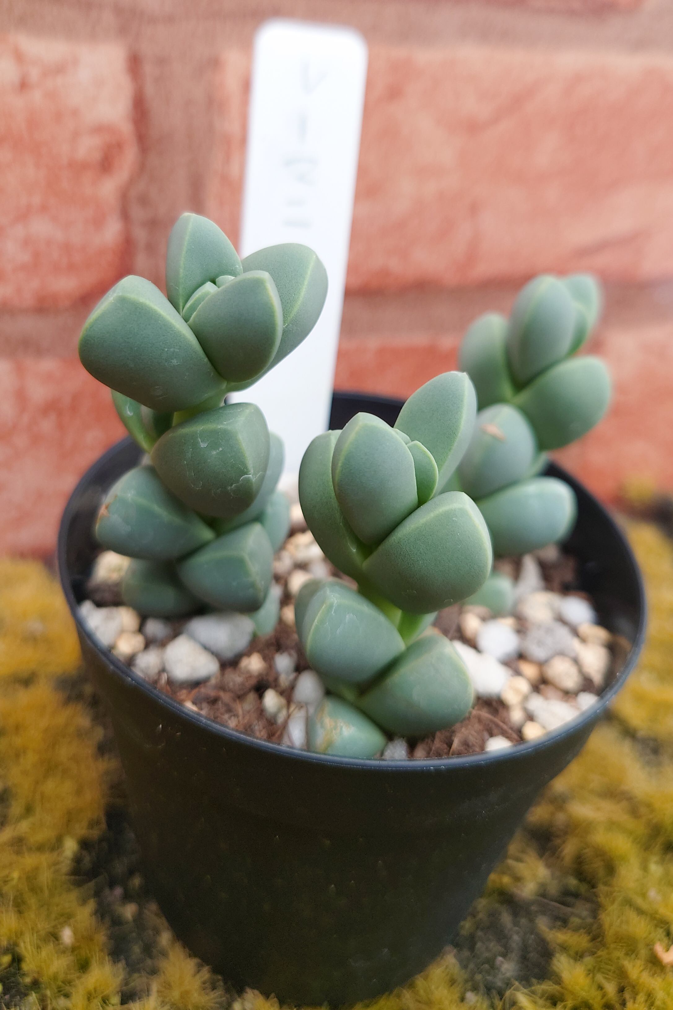 おまとめ！　39SALE！多肉植物^o^   レーマニー2種セット おまとめ！ 39SALE！多肉植物^o^ レーマニー2種セット おまとめ中