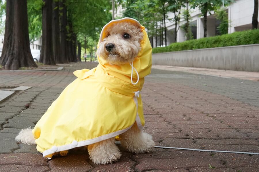 himawari raincoat S ~ 2XL / 犬服 新作 レインコート  光る 防水 ドッグウェア 犬 レインウェア フード付き 小型犬 中型犬 ペット用品 ワンコ服