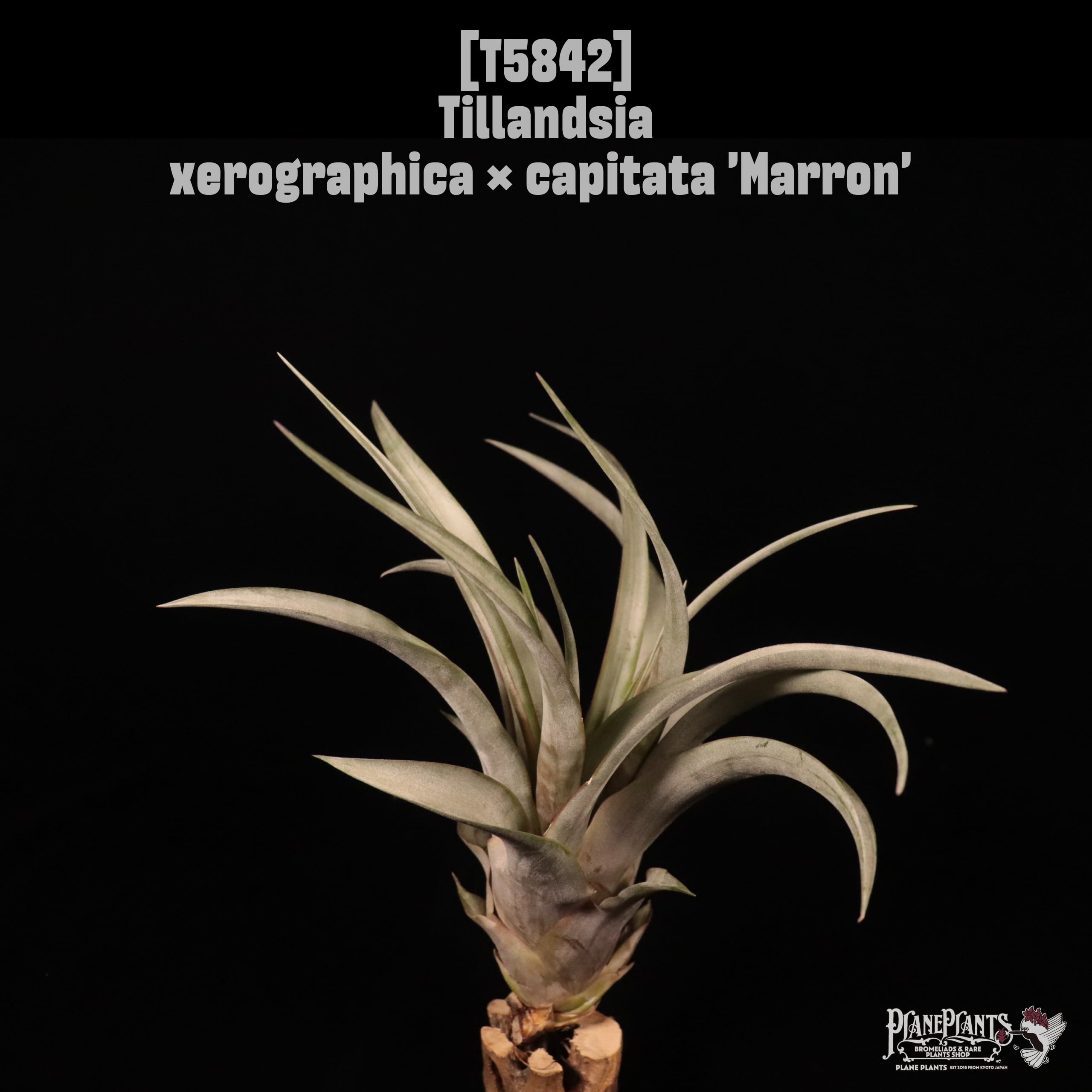 □ TILLANDSIA IMPORT [契約農園輸入株] | plane plants