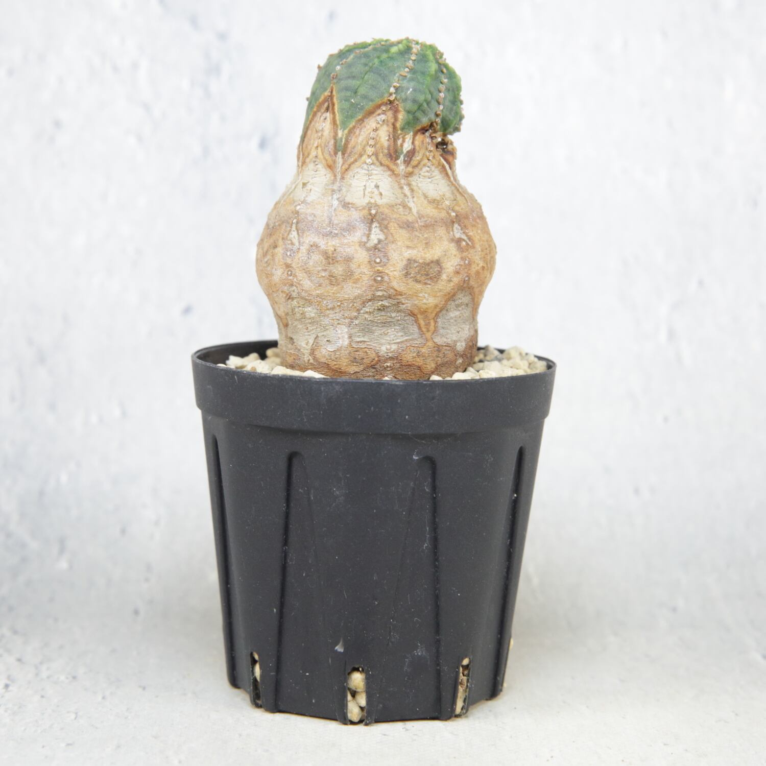 メス株【厳選株】白木 木質化 美模様 マイクロ マウンテン オベサ