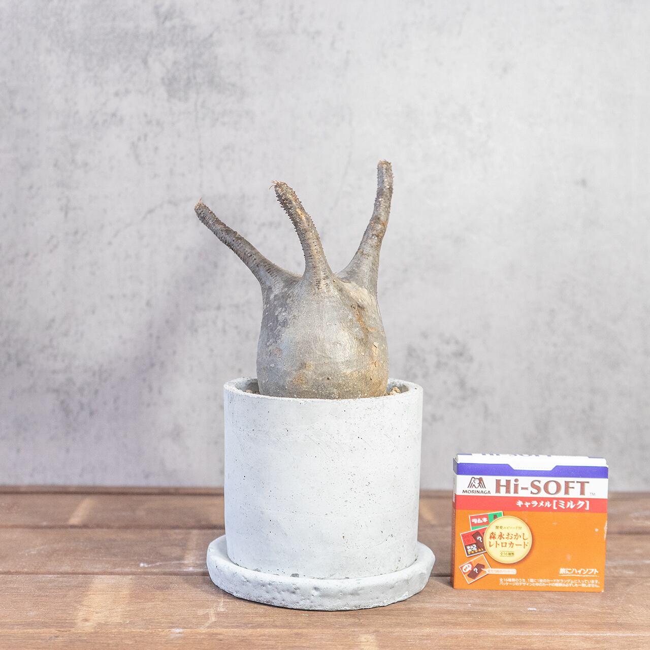 パキポディウム・グラキリス 胴回り26cmの塊根美 インテリアにも映える特別な株【モルタル鉢】