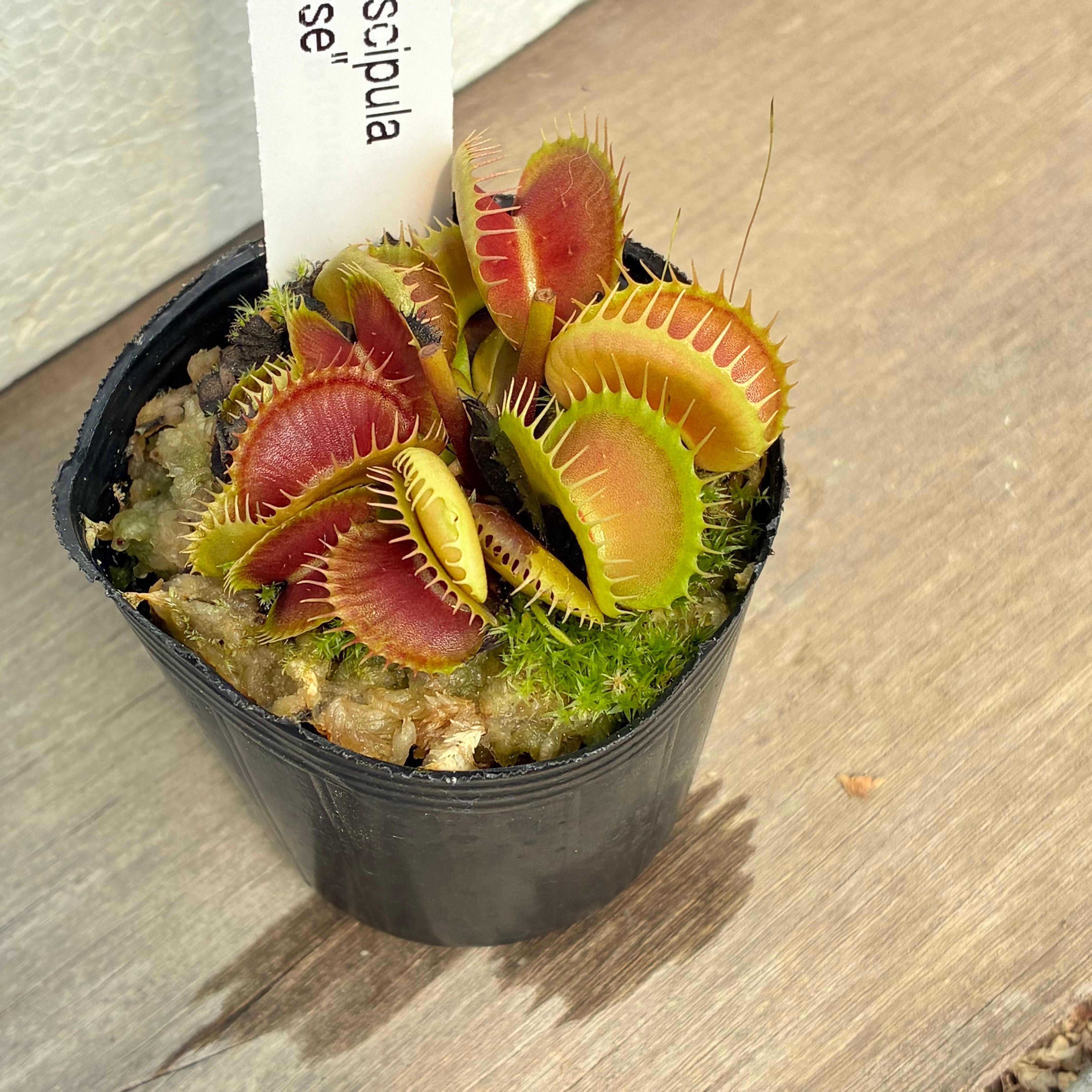 ハエトリソウ ブラッディナース Dionaea muscipula Bloody Nurse