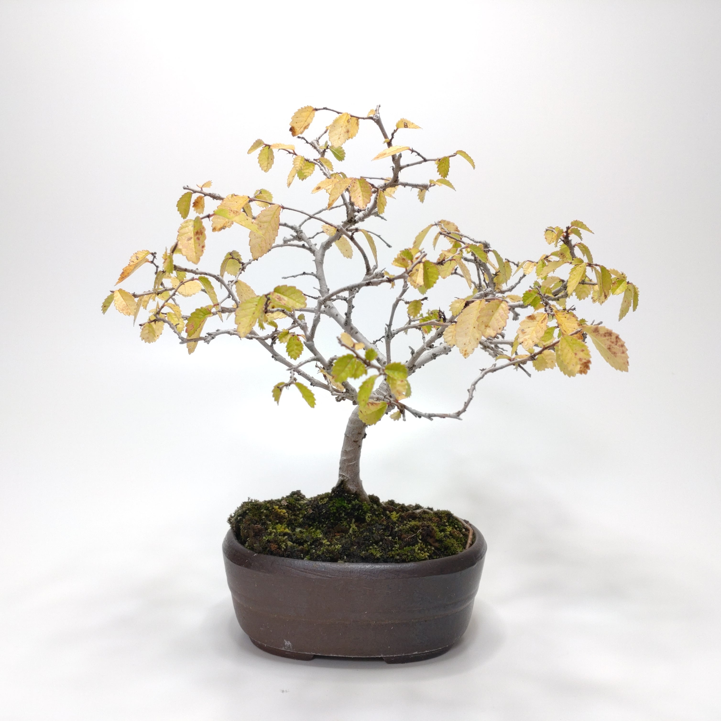 ヤマコウバシ盆栽 S019 | 盆栽創【Bonsaisou】