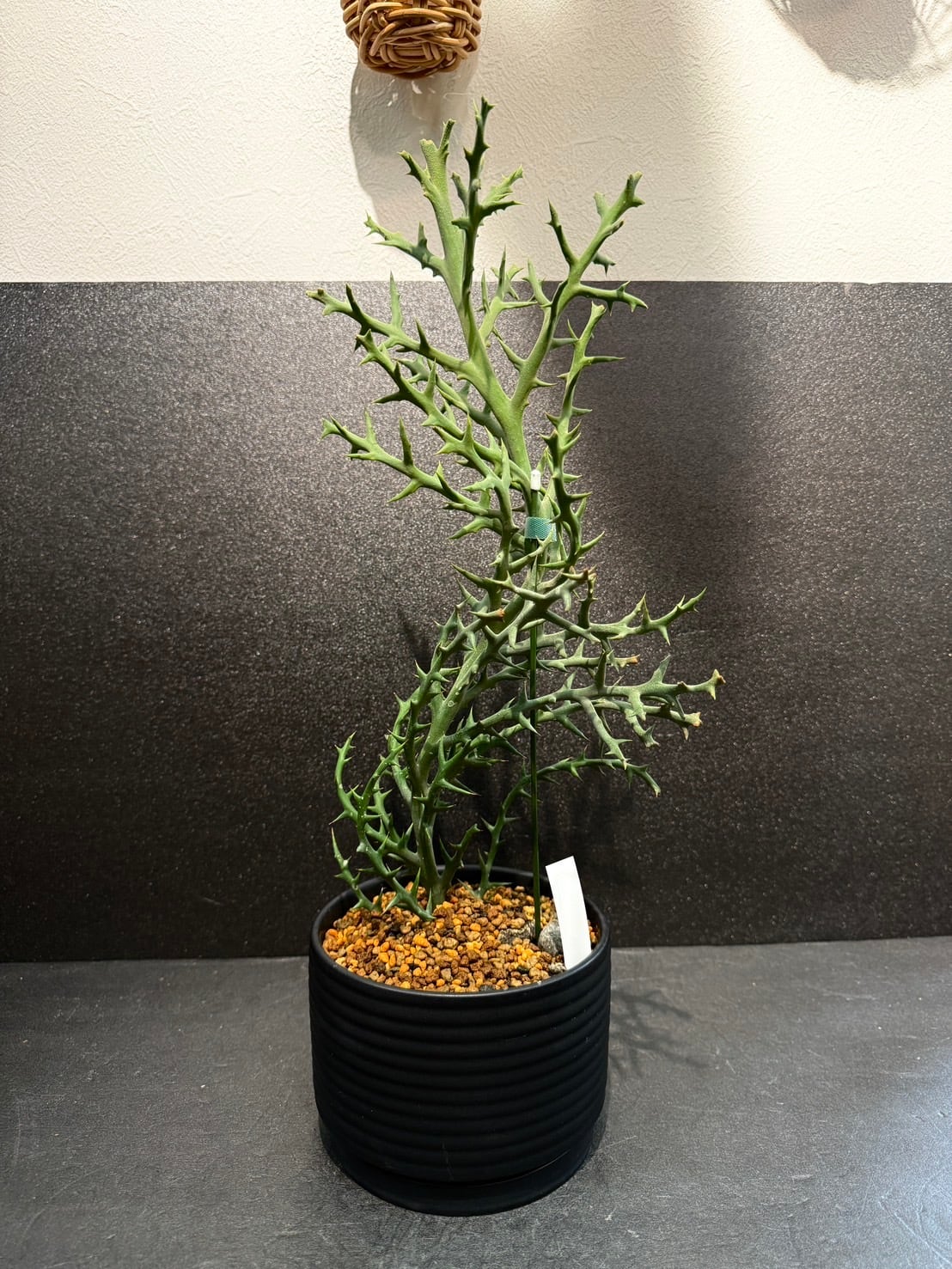 ステノクラーダ ユーフォルビア ② 多肉植物 4号 かっこいい 鉢込み