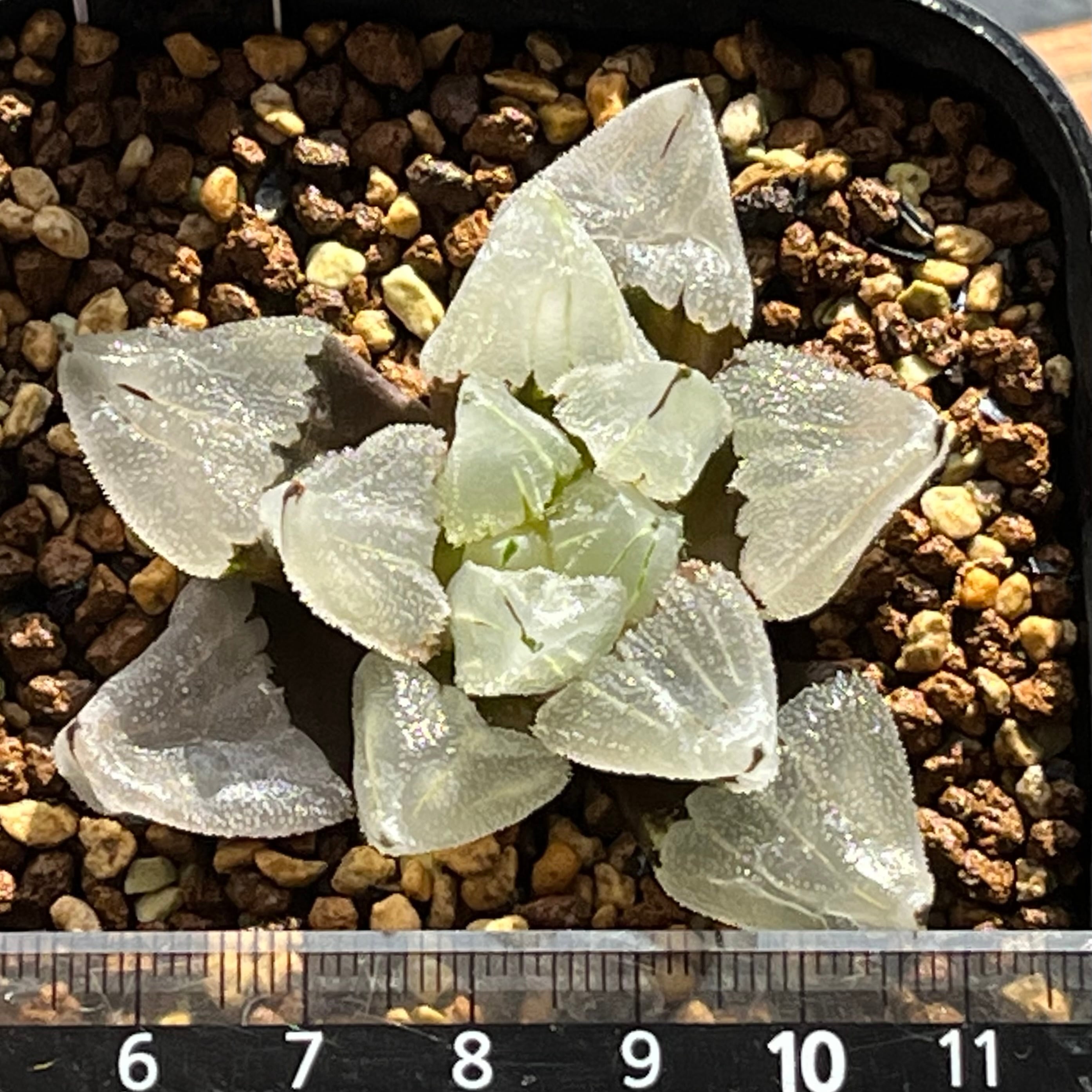 ハオルチア ピグマエアミュータント実生 特異株 | mocono_plants