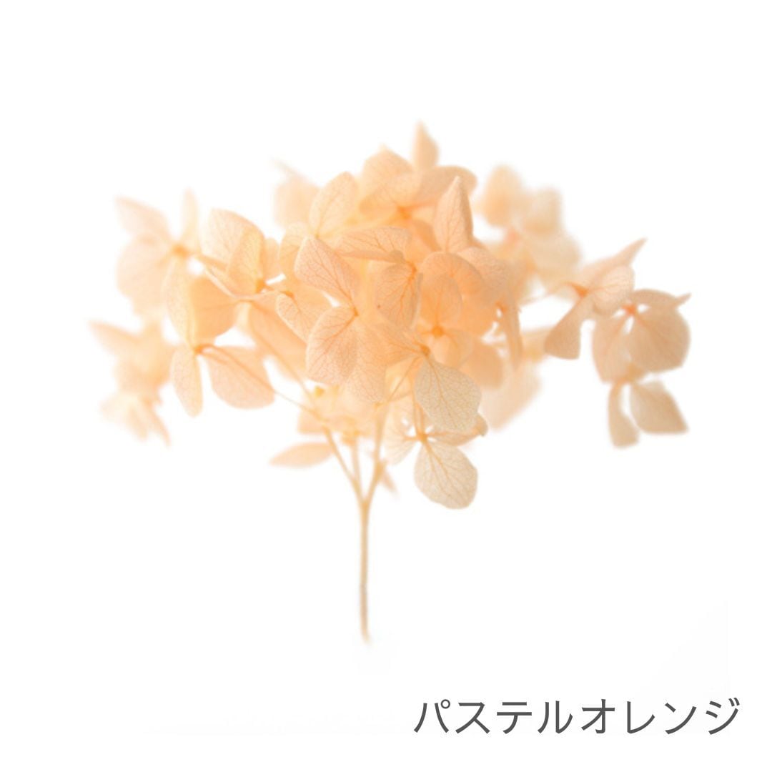 アナベル SP | ＋FLOWER・プラスフラワー・プリザーブドフラワーの