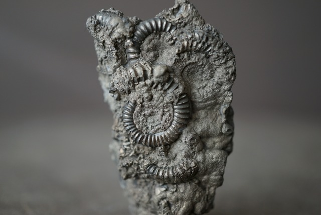 イギリス産黄鉄鉱化アンモナイト  Pyritized Ammonite 1514