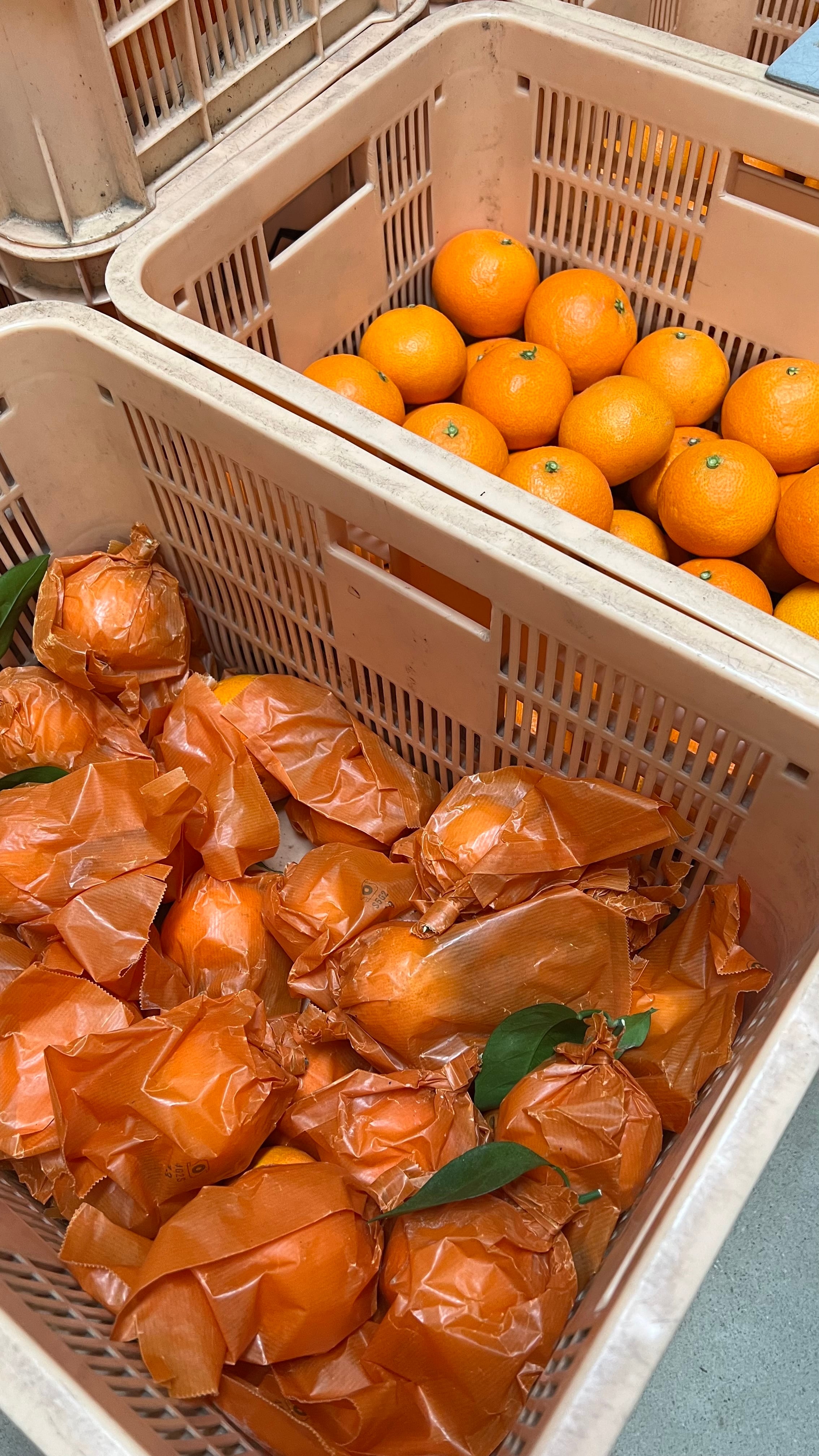 ALL ITEM | citrusplus