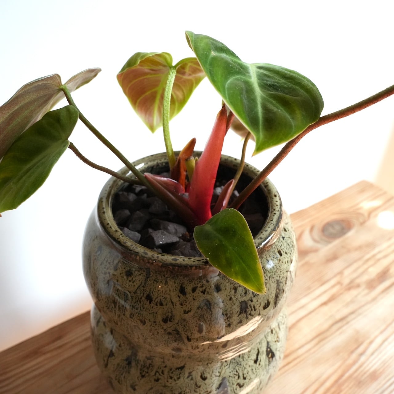 送料込み】観葉植物 フィロデンドロン エルチョコレッド 4号ロング