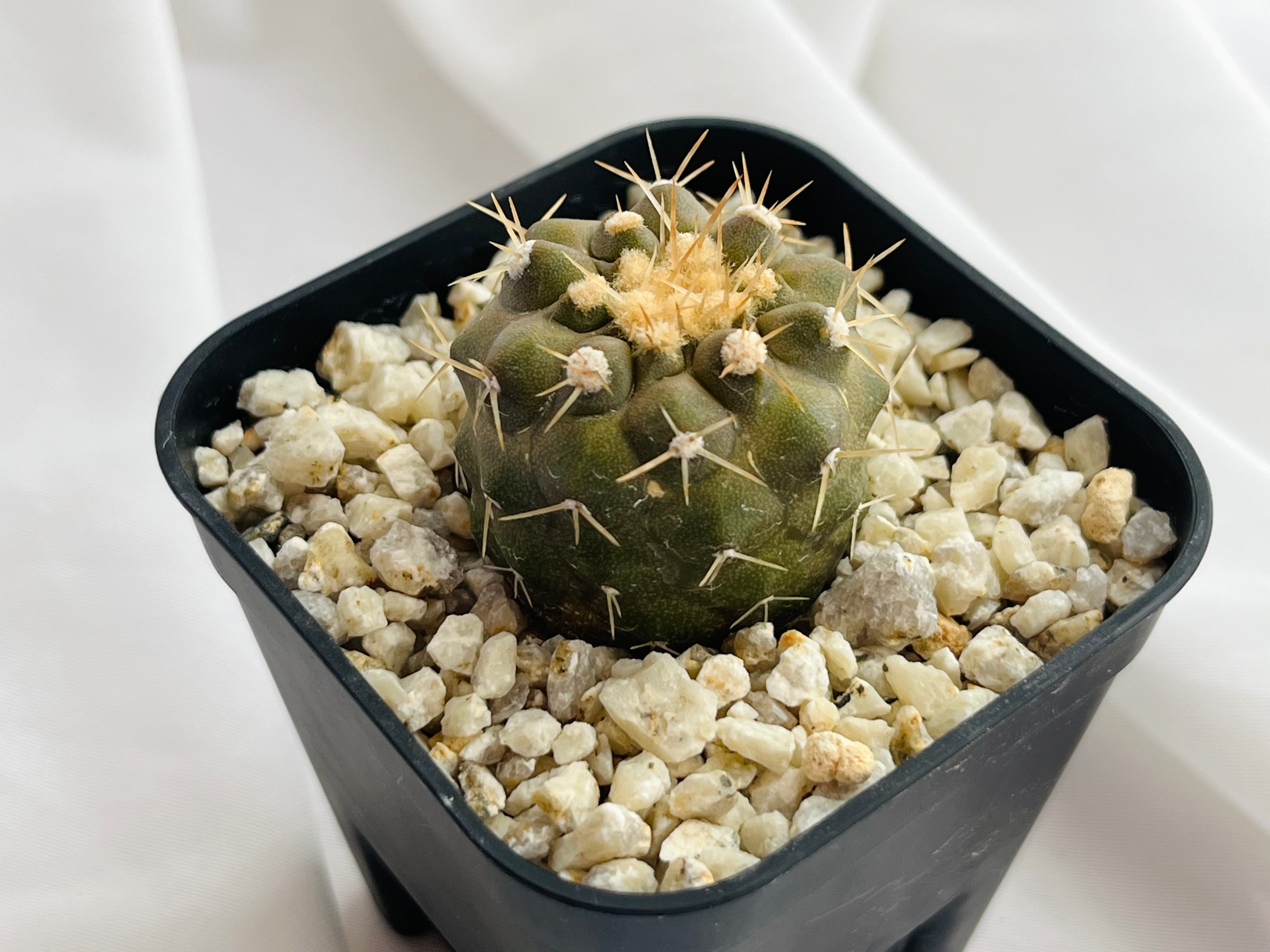 Copiapoa cinerea var. columna-alba コピアポア コルムナアルバ 孤竜