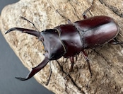 《ミシマコクワガタ 硫黄島産 41mm ♂♀♀トリオ》