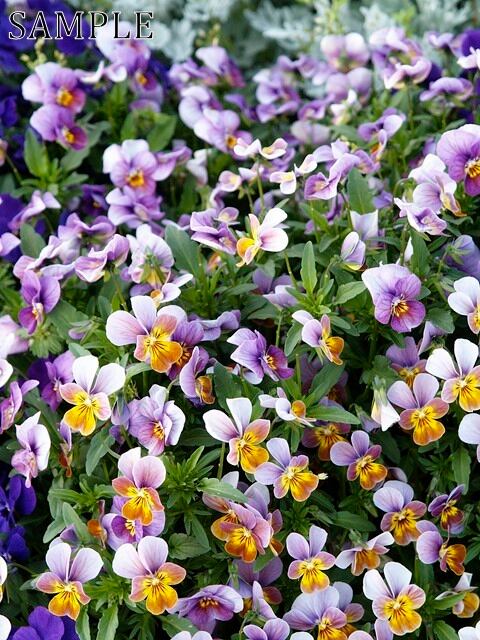 長岡天満宮　花彩々　JPEG (2)