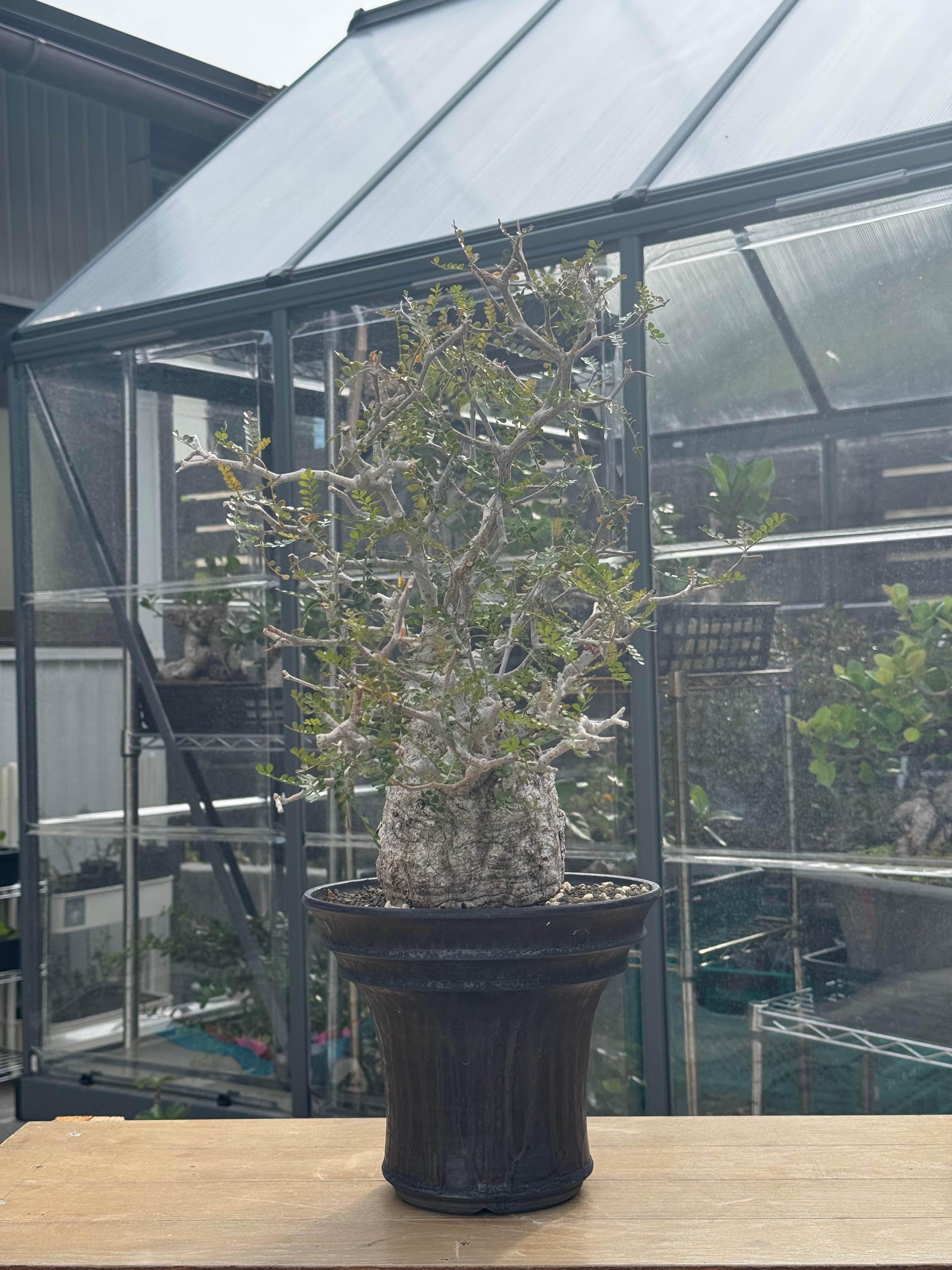 塊根植物 -caudex- | 青坊主-aobouzu-