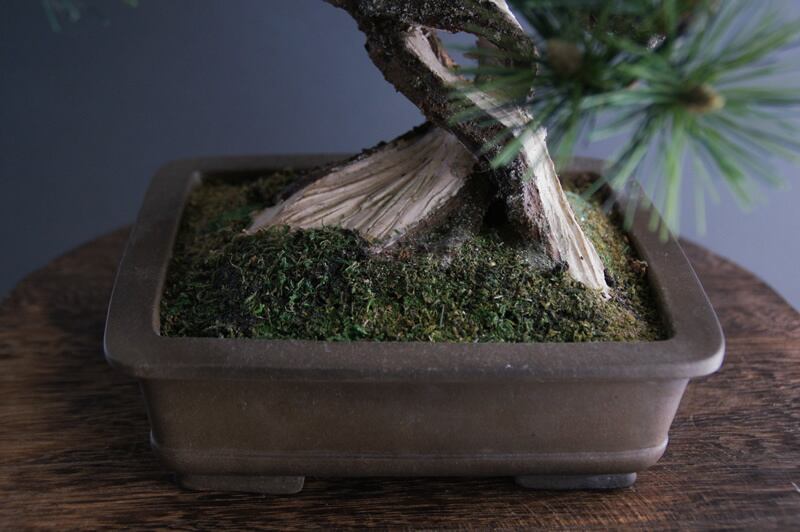 盆栽 松 Pinetree Bonsai #12 | Oh! BONSAI