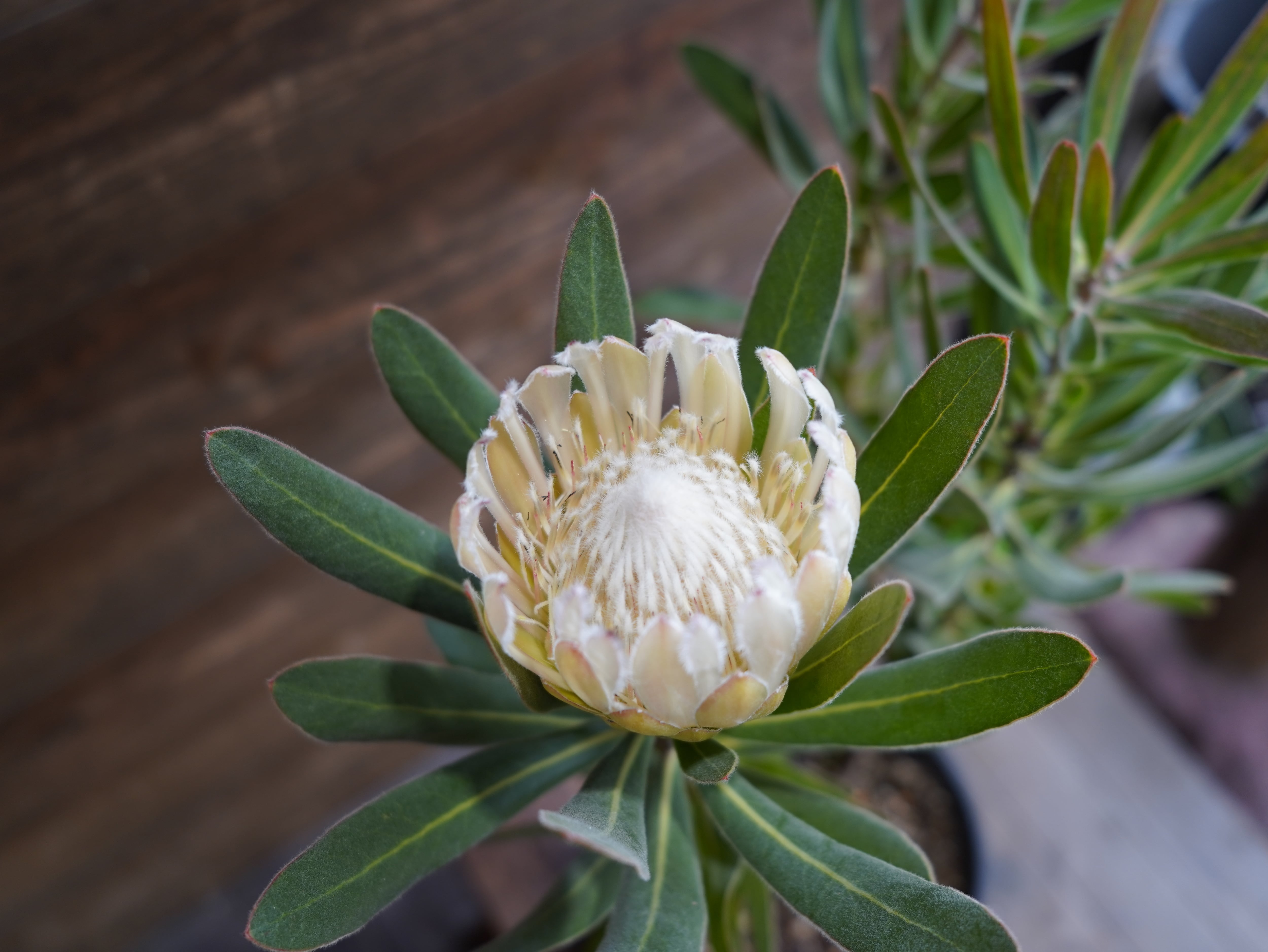 【現物】プロテア "オーストラリスアイス"