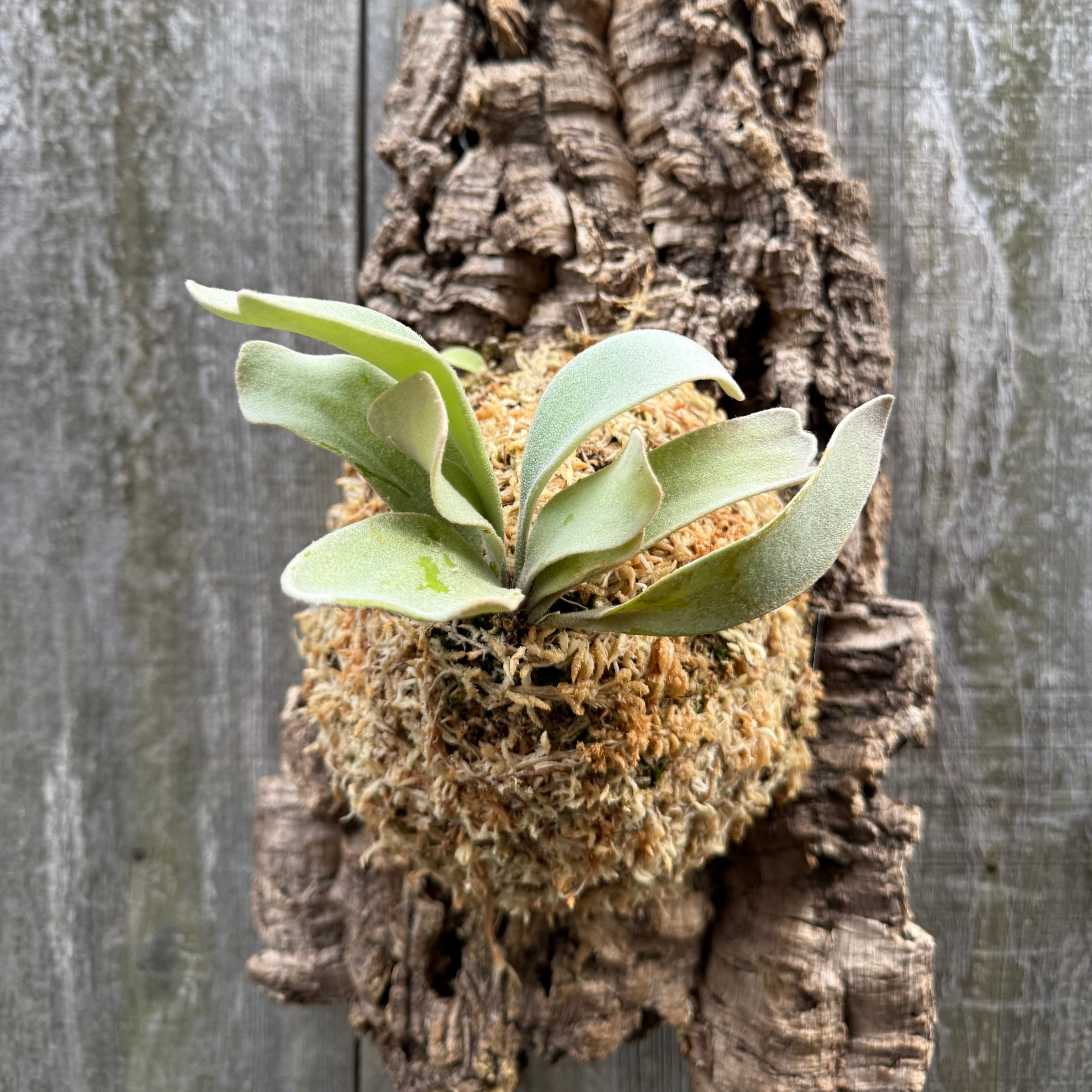 P. Lemoinei no shield (pup) | naturefix