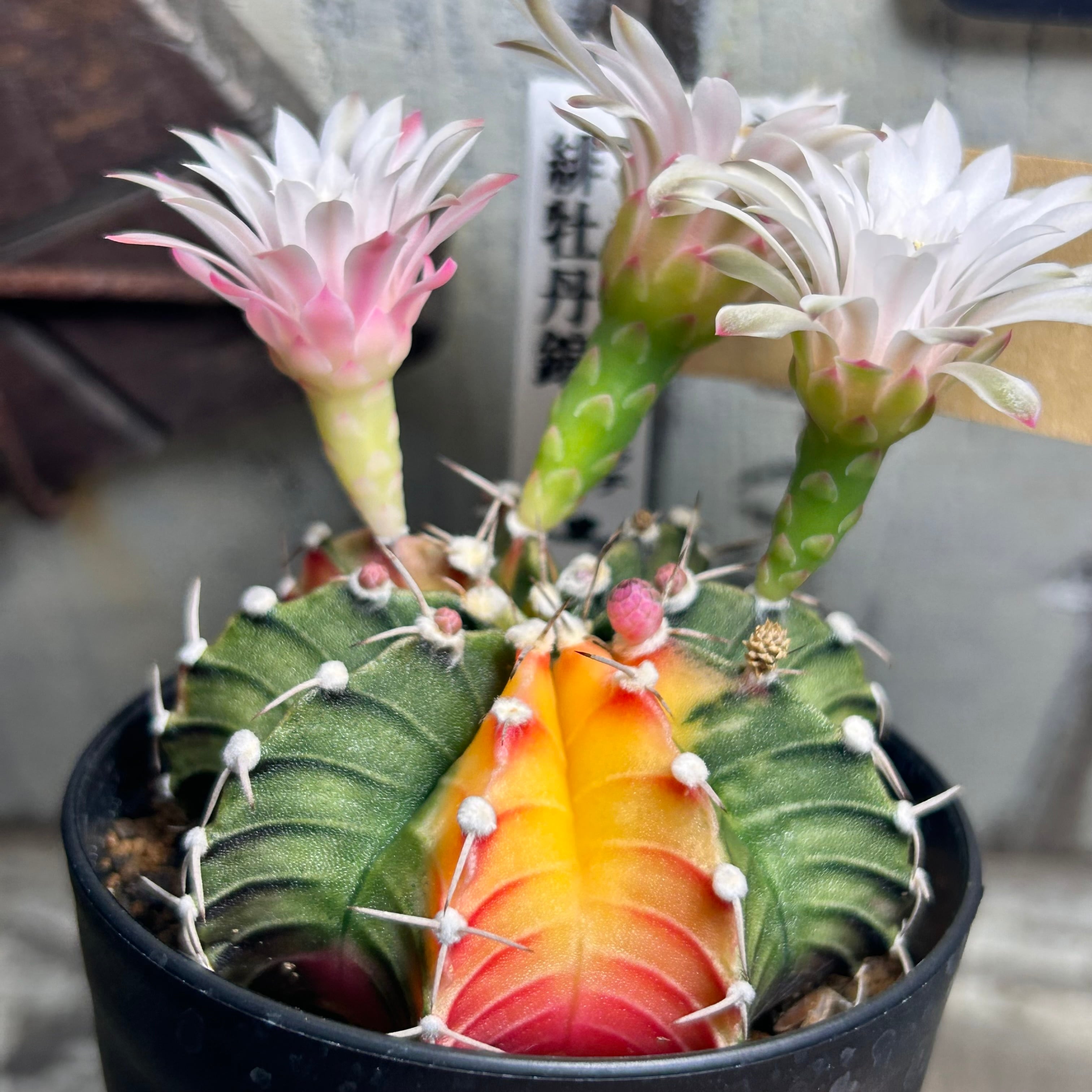錦 | RuPo 多肉植物専門店