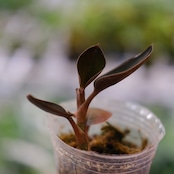 Ludisia discolor var. nigrescens / ルディシア ディスカラー ニグレスセンス③ / 観葉植物
