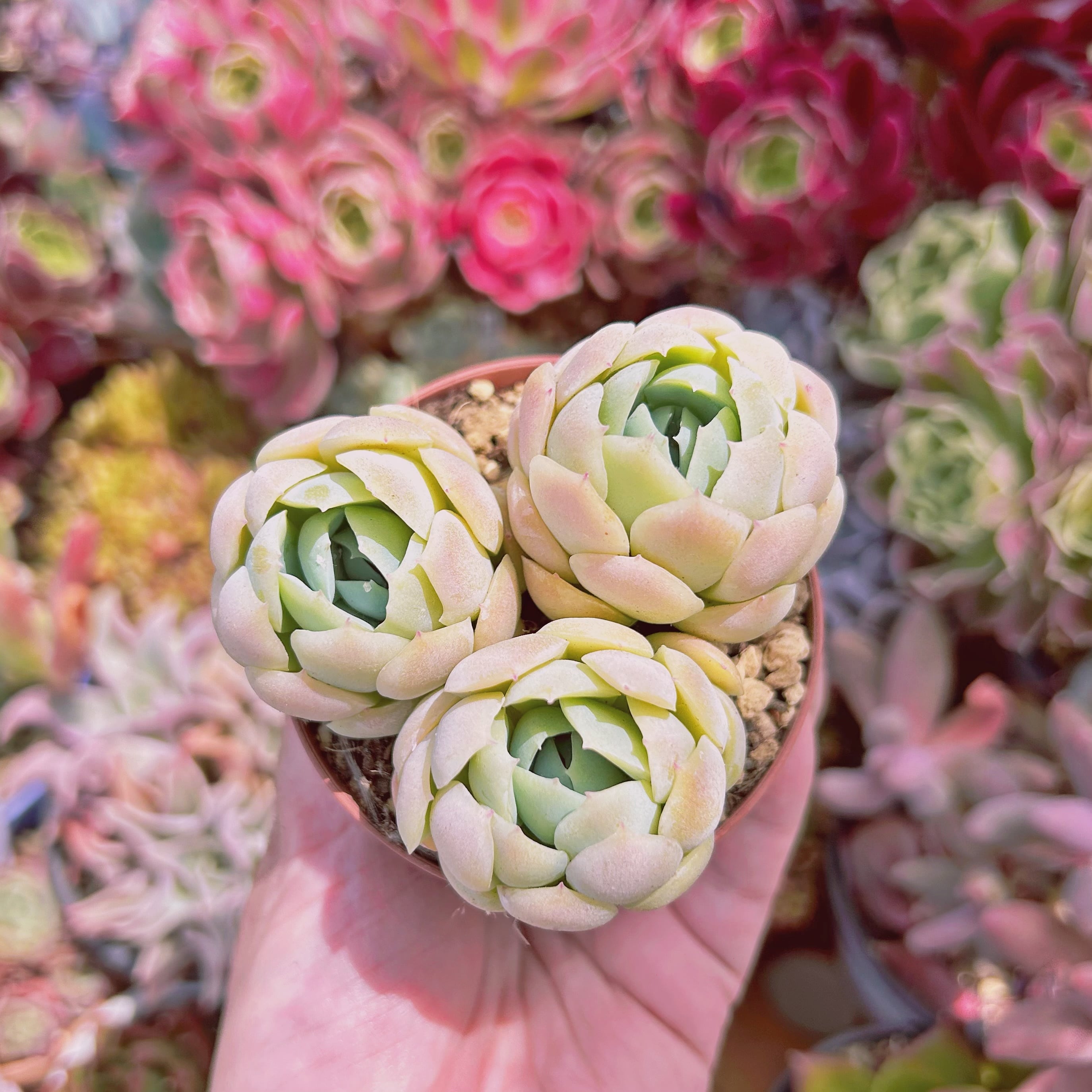 #255現物　多肉植物　 クリームベリー　抜き苗