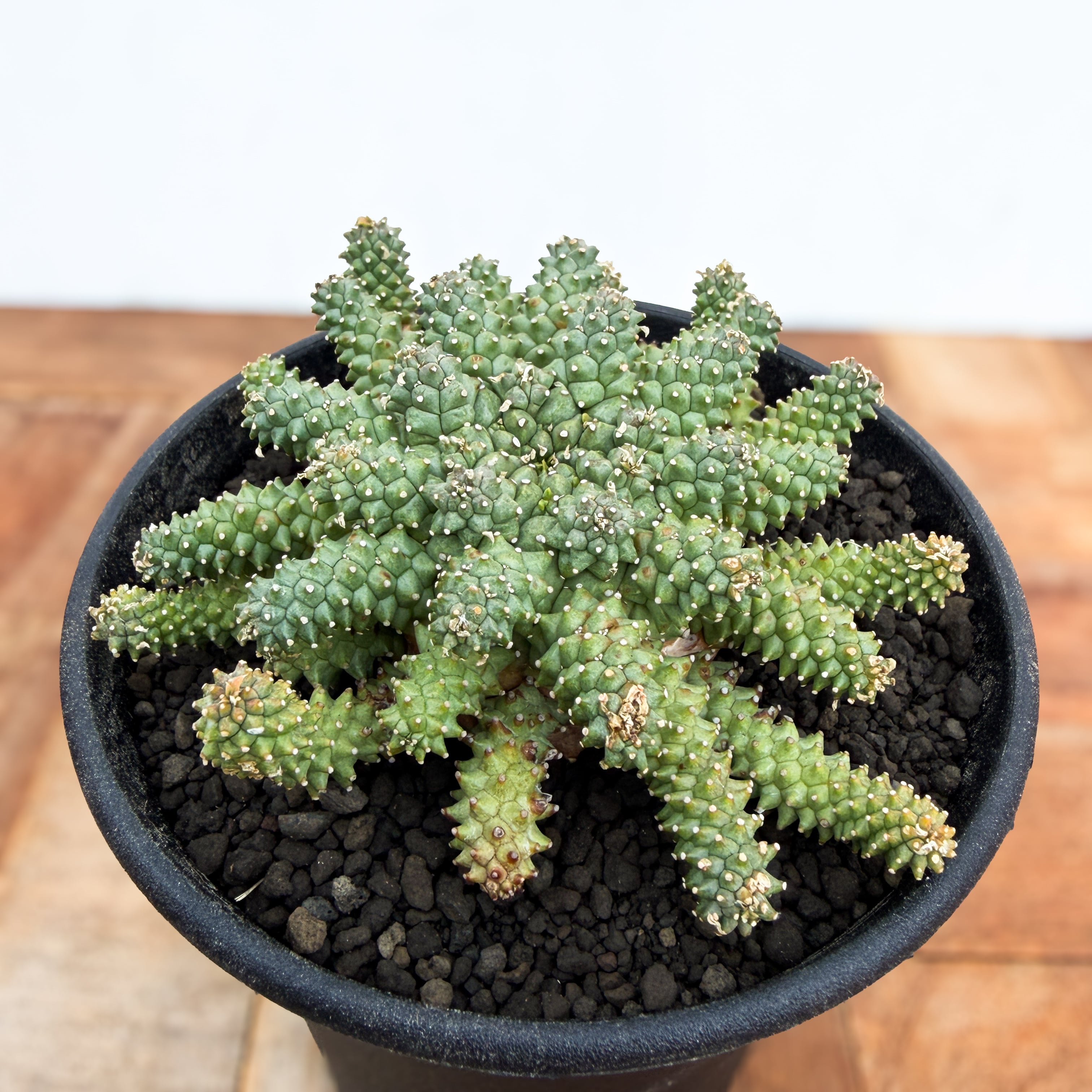 Euphorbia atroviridis【ユーフォルビア・アトロビリディス】 | RIMO'S