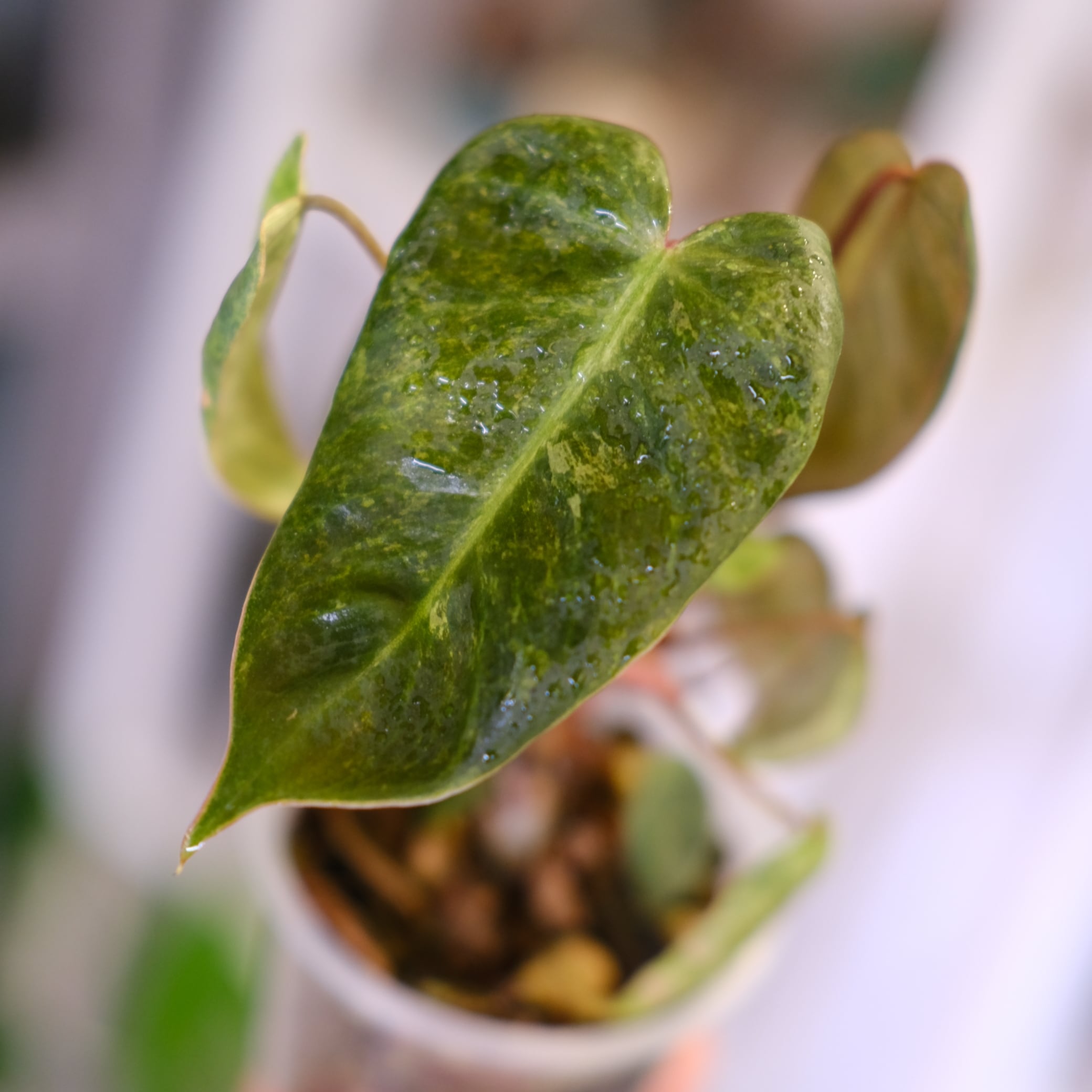 Philodendron el choco red × Philodendron billietiae variegated