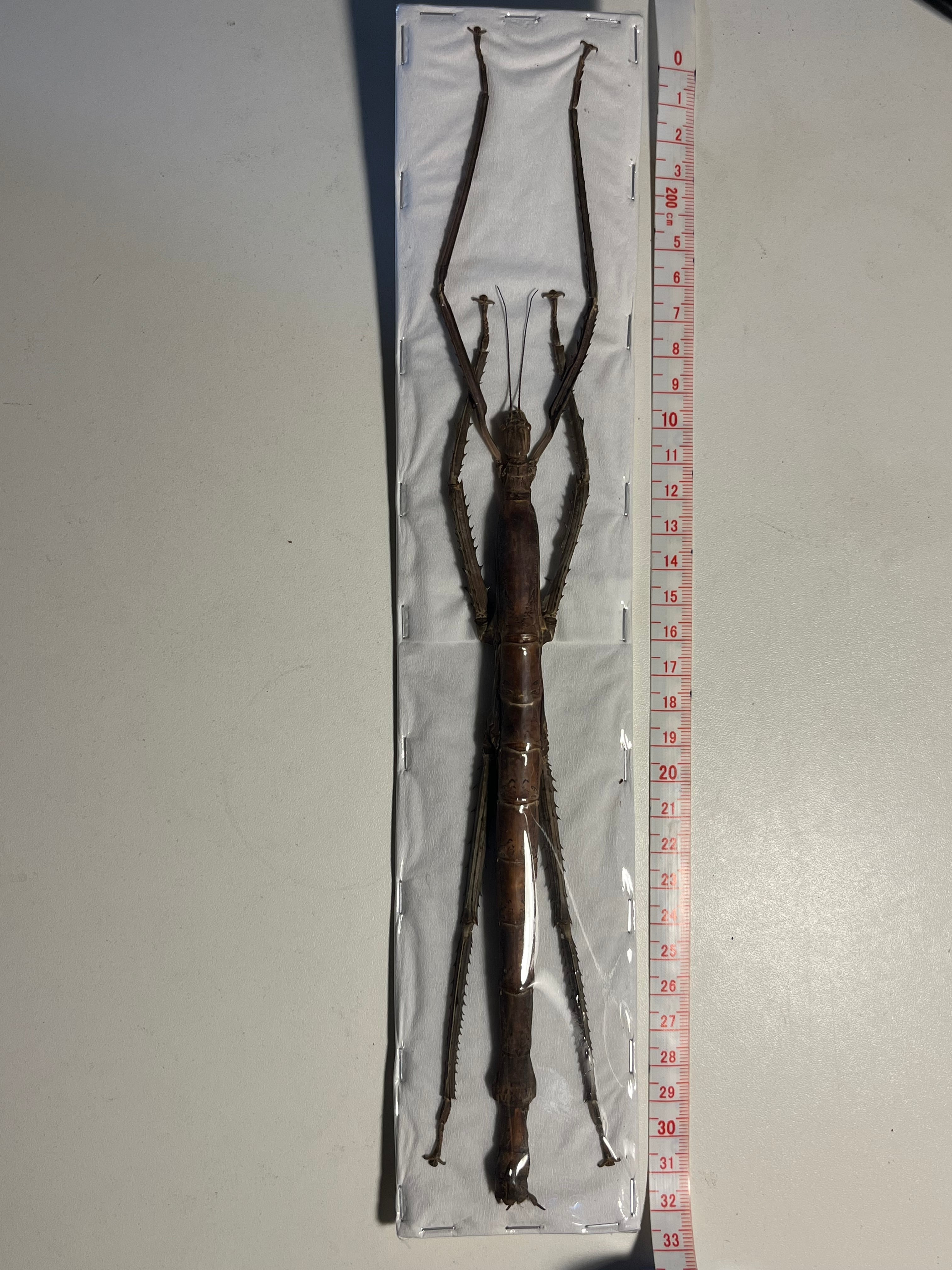 極太LAST】スマトラナナフシ コノハムシ ナナフシ カマキリ マンティス