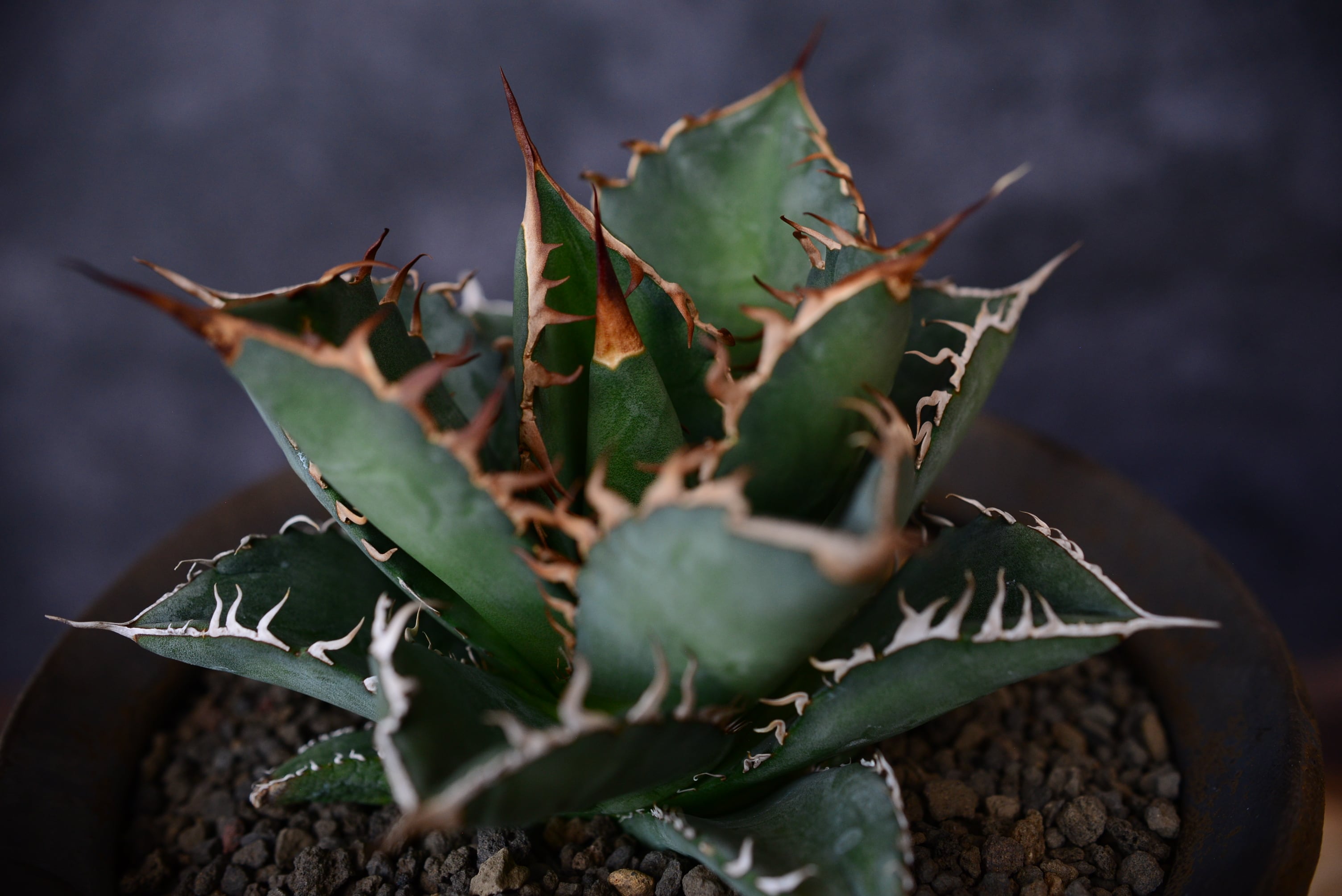 アガベ　オテロイ　レジェンド　親株出品 アガベ オテロイ レジェンド 親株出品 アガベ オテロイ 星空