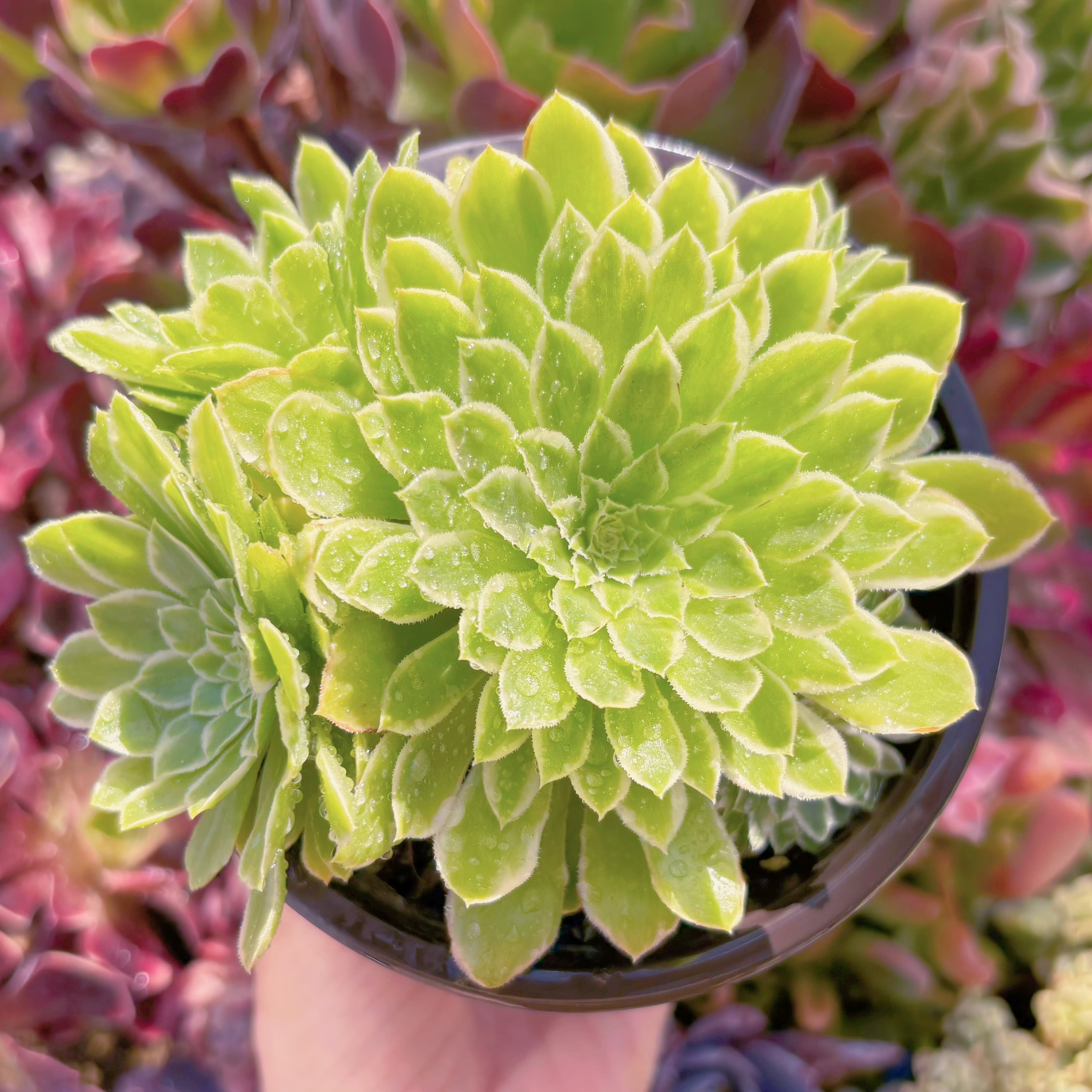 現品　emerald ice#676　るる農園