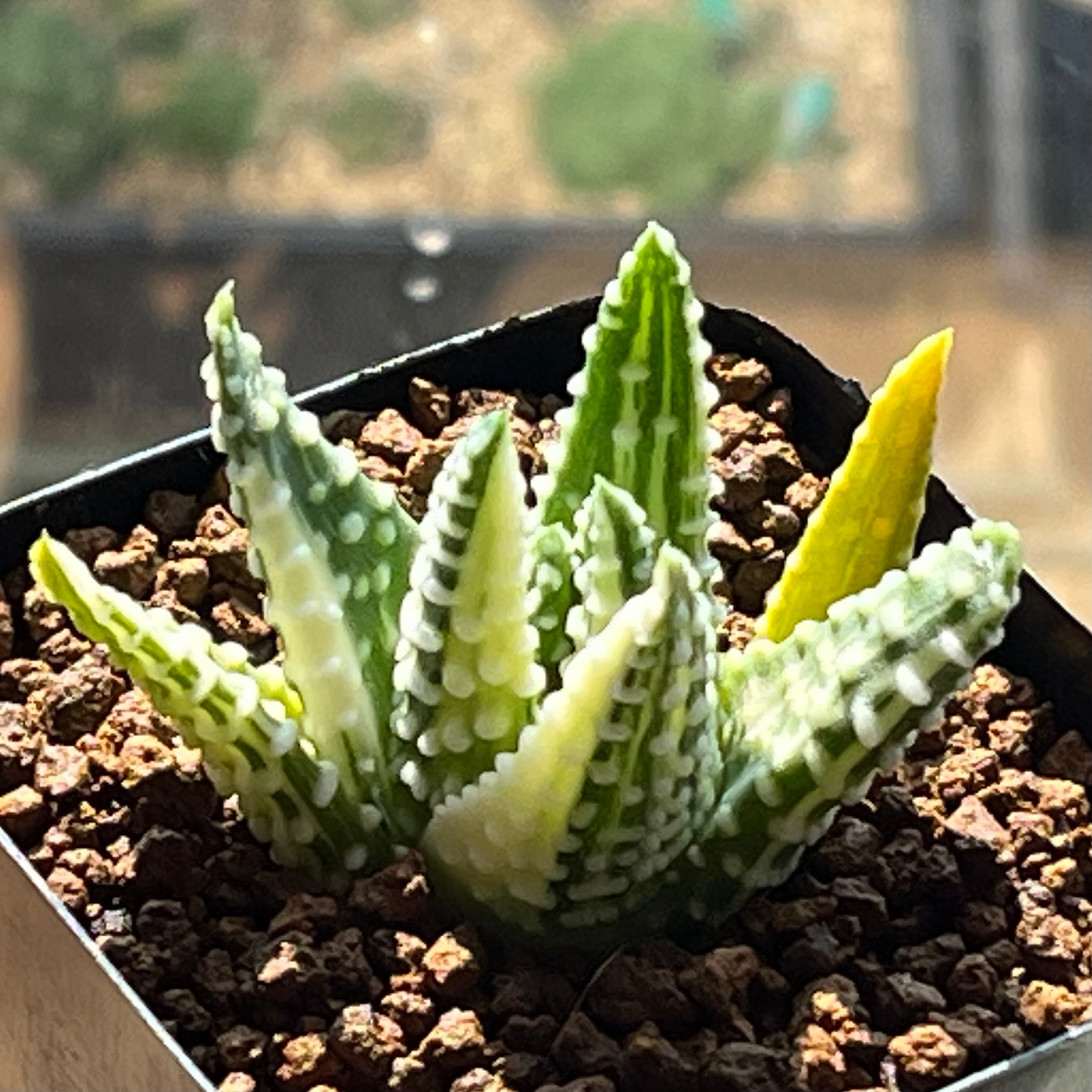 mocono_plants