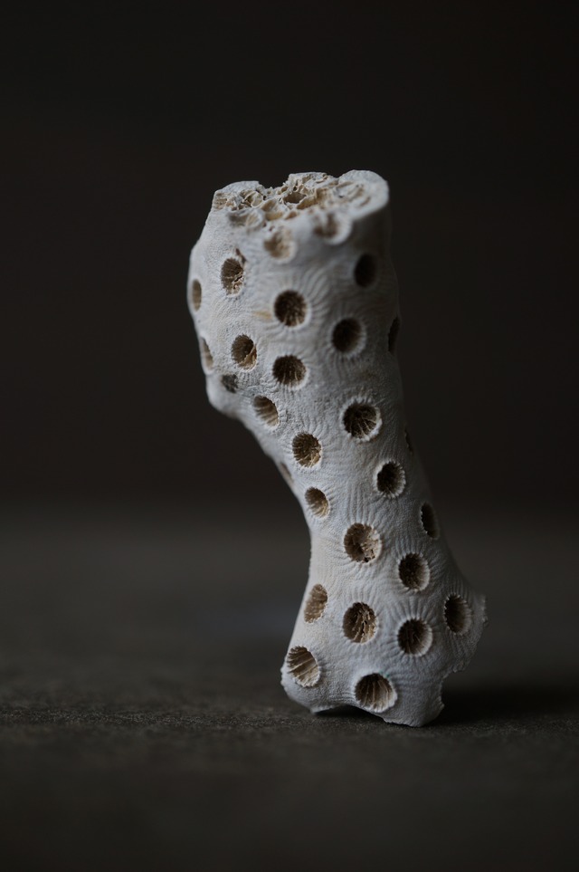 メリーランド州産サンゴ化石 Astrhelia palmata 2094