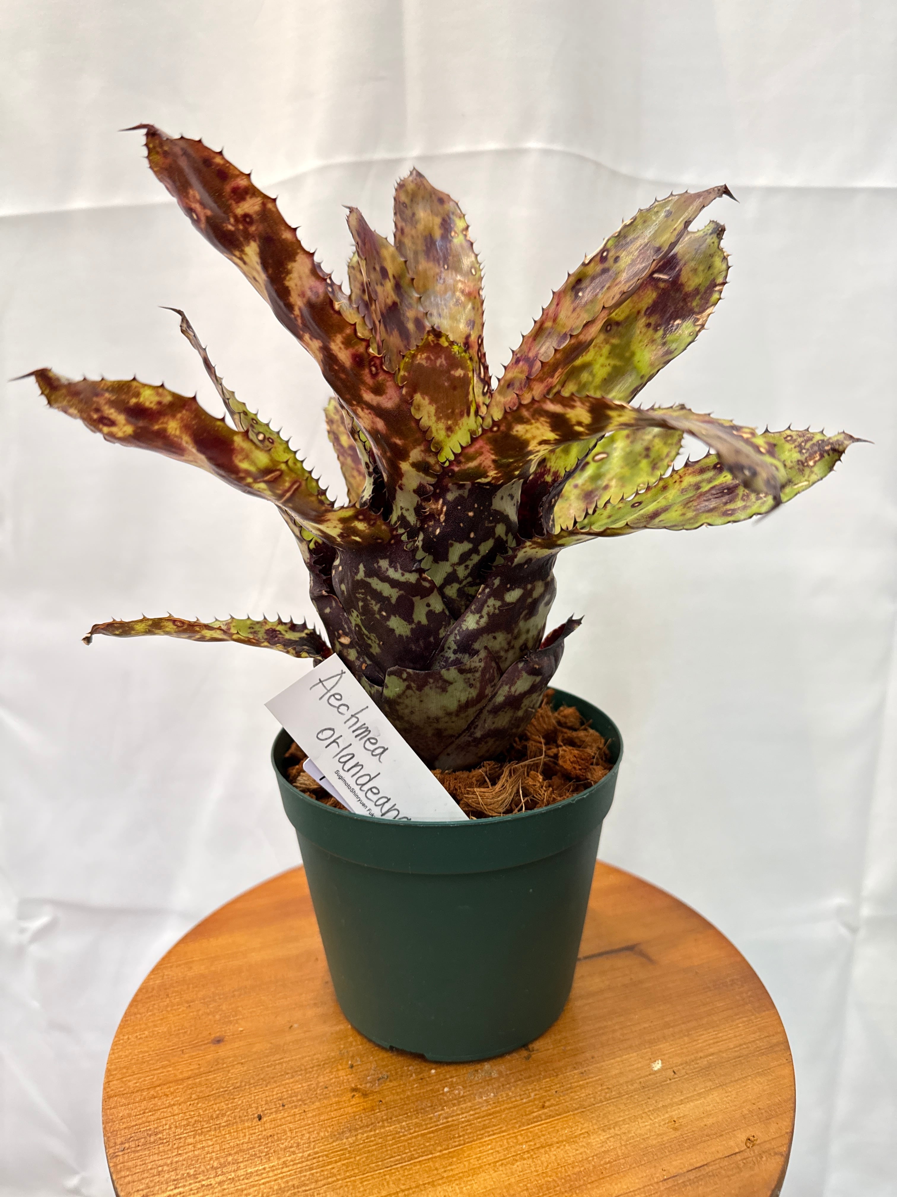 エアプランツ・タンク系 | Gardenえん 【観葉熱帯植物】