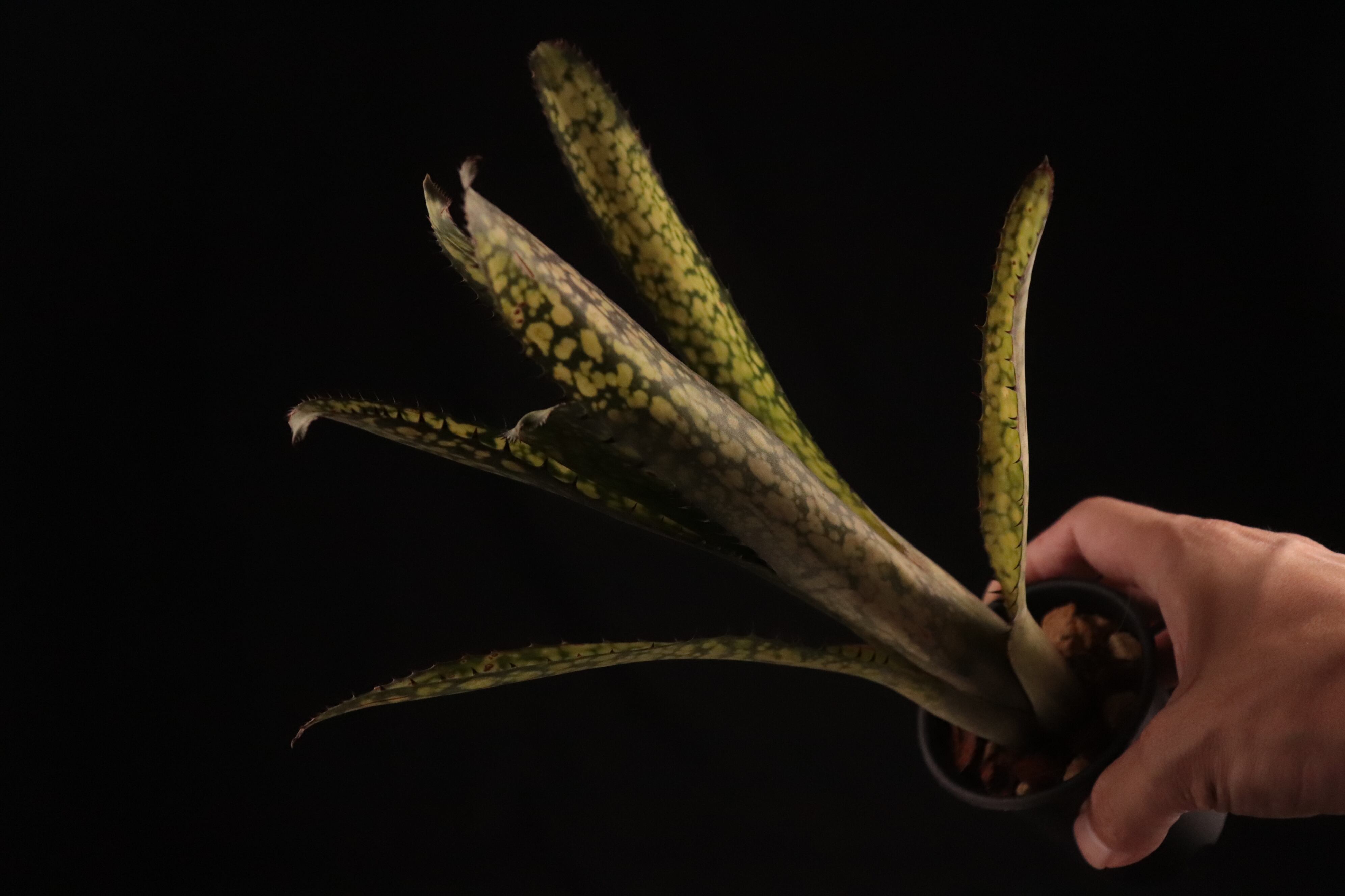 送料無料】Billbergia 'Kolan Apocalyptic' x 'Kolan Crunch