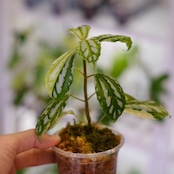Pilea cadierei variegated /ピレア カディエレイ 斑入
