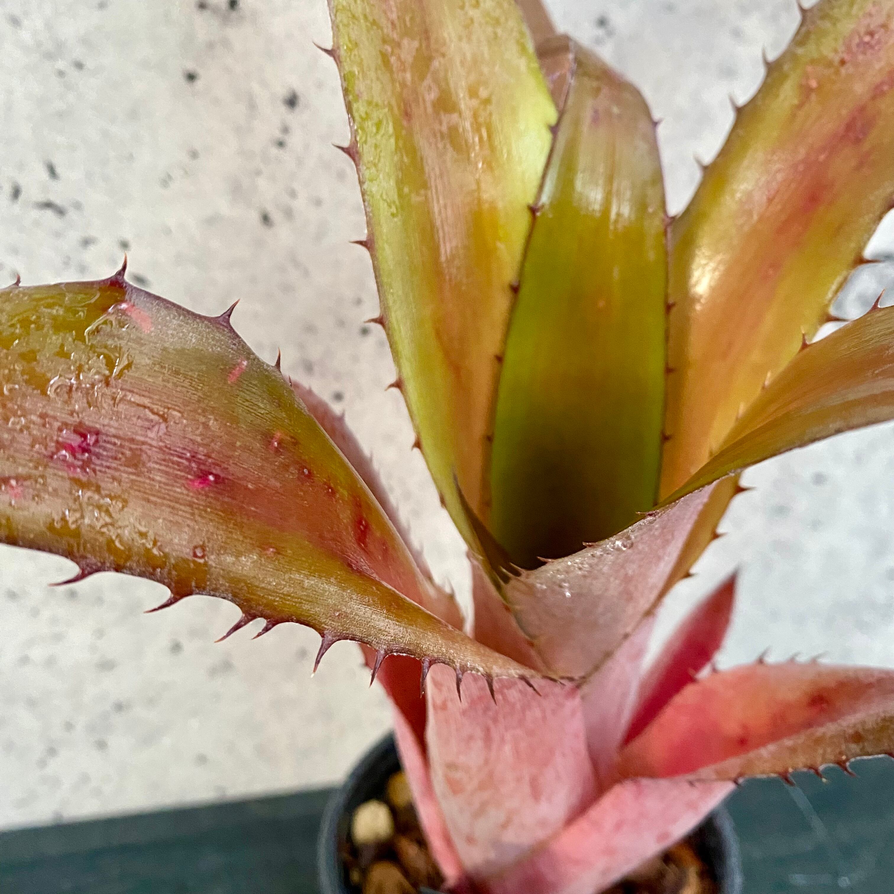 タンクブロメリア エクメア 『Bromeliifolia var. rubra』 | Planet
