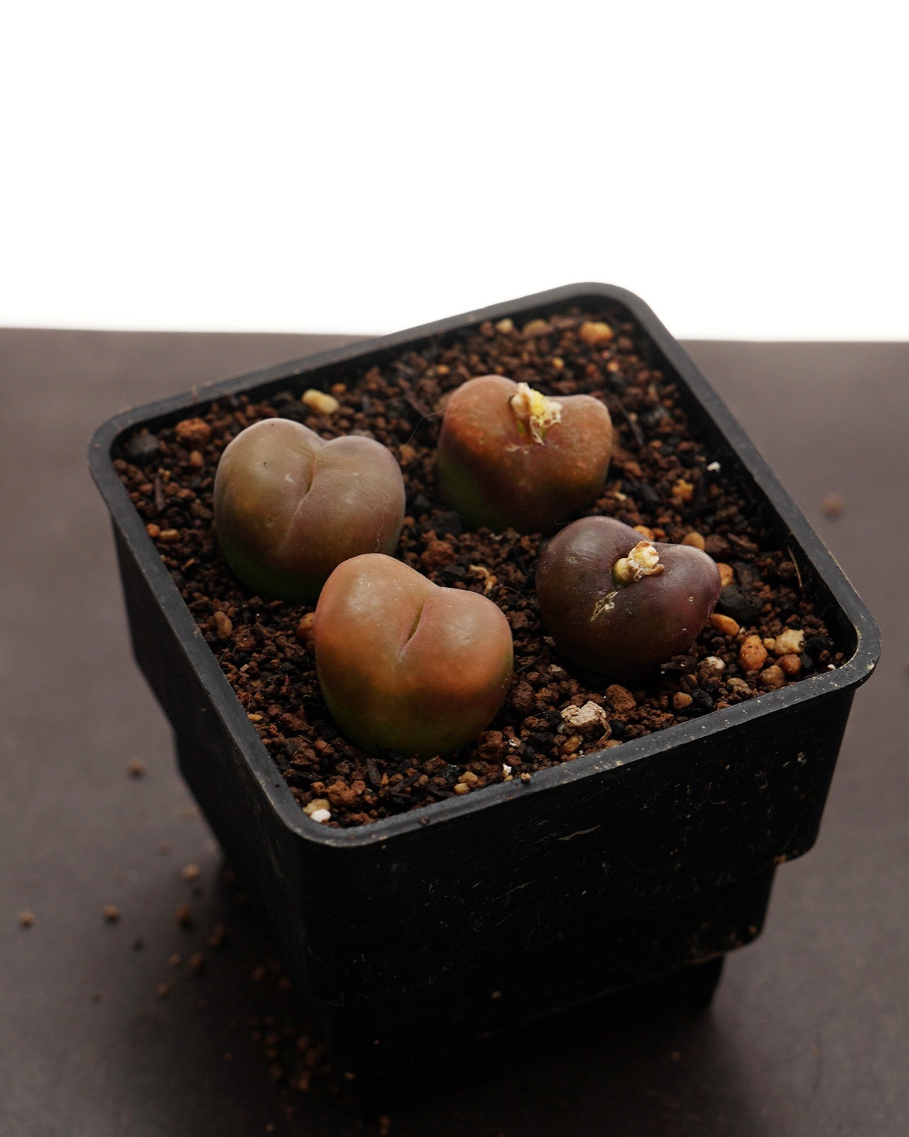 微発根カット苗 モーガニー CR1131 Conophytum maughanii