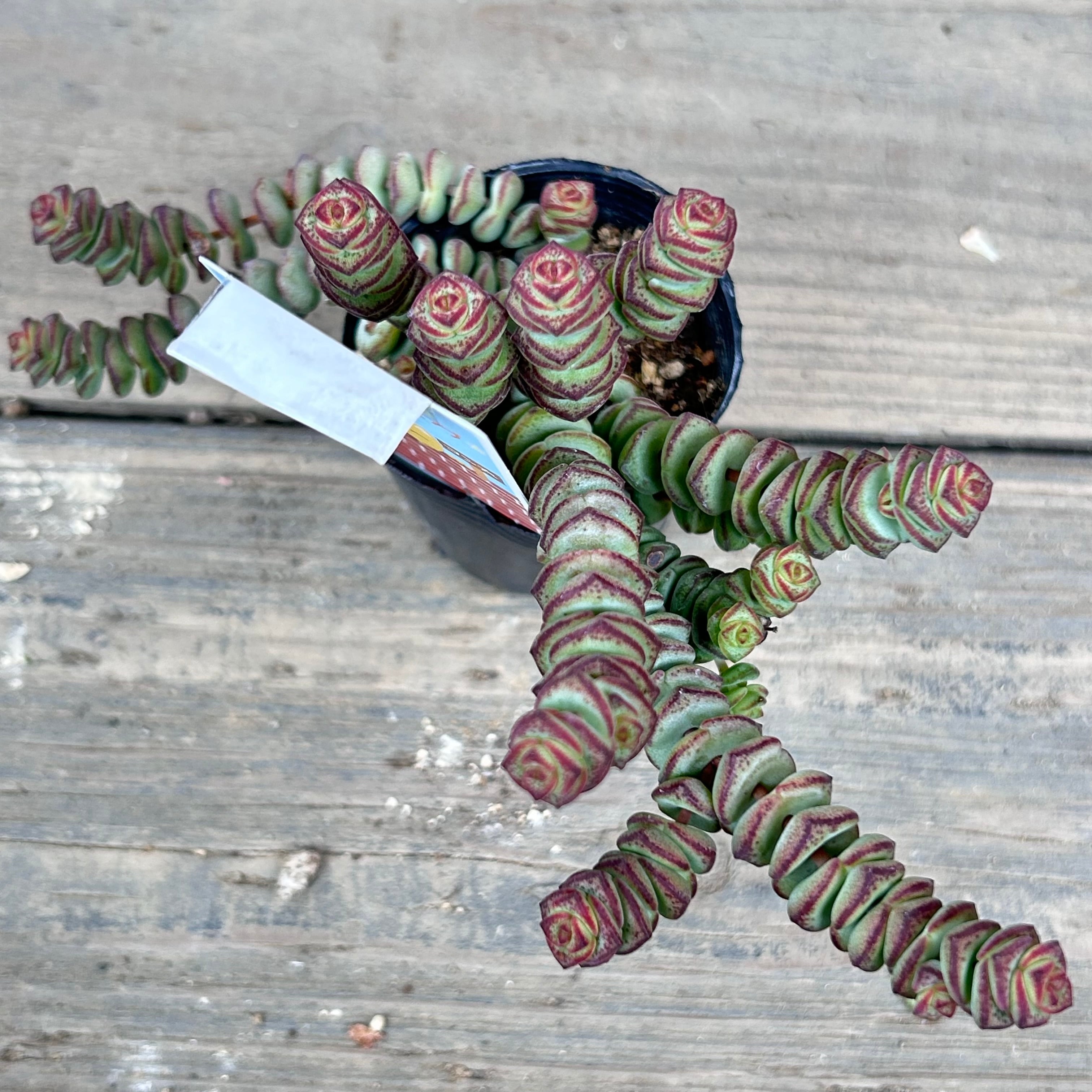 Tao様用 s様専用 （神奈川県S様専用 舞乙女 (北海道) | RuPo 多肉植物