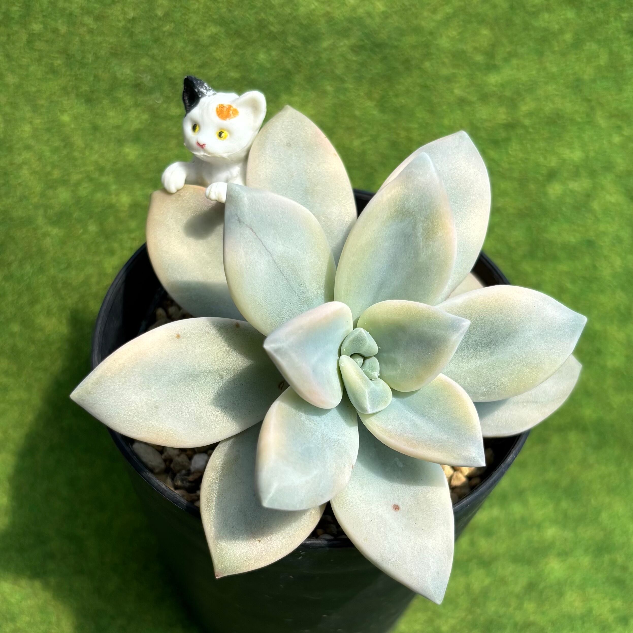 ピーチ姫（ブロンズ姫錦） | 多肉植物 豆彦商店
