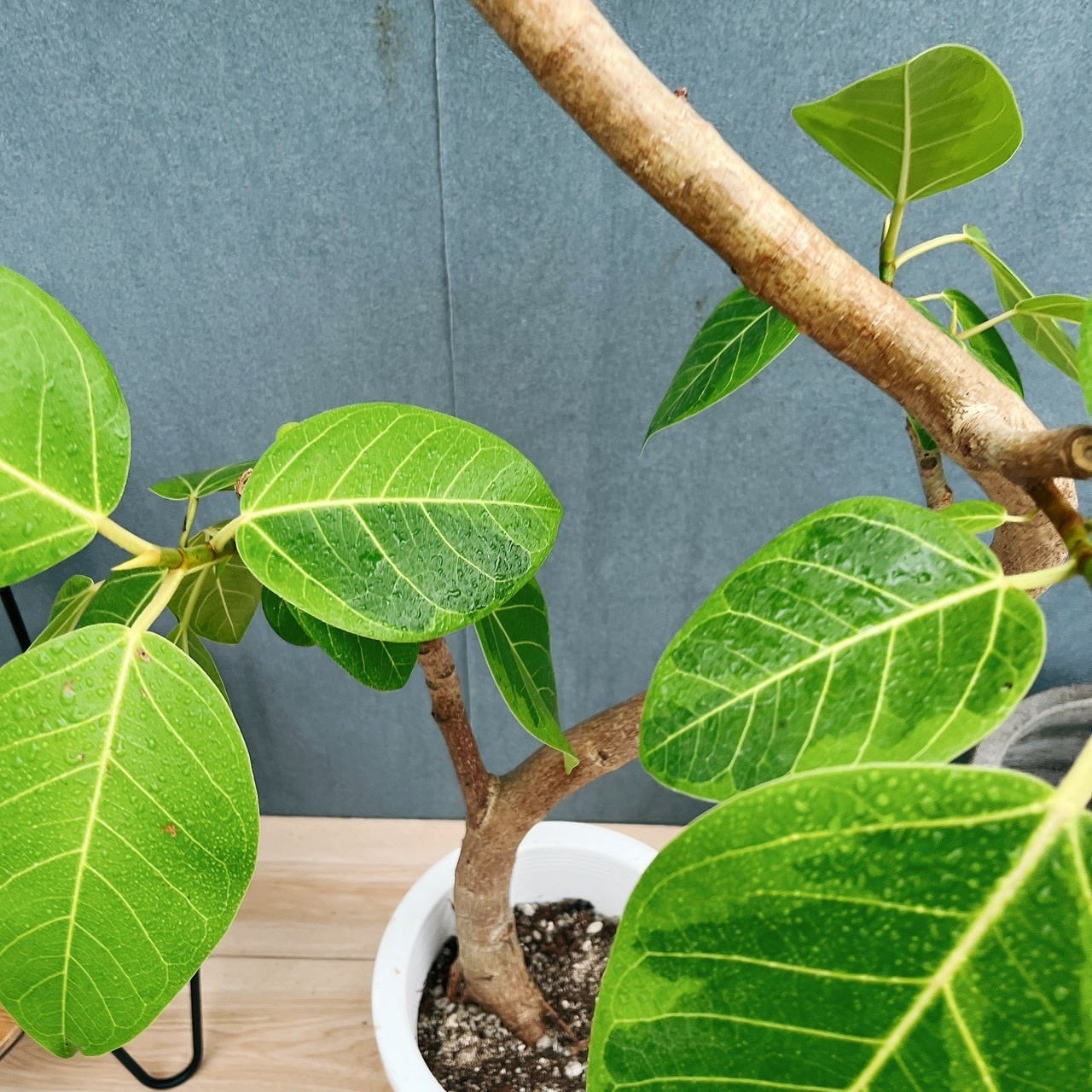［現品］23番　フィカス　アルテシマ　8号　観葉植物　室内　大型　特大　ゴムの木 現品］23番 フィカス アルテシマ 8号 観葉植物 室内 大型 特大 ゴムの