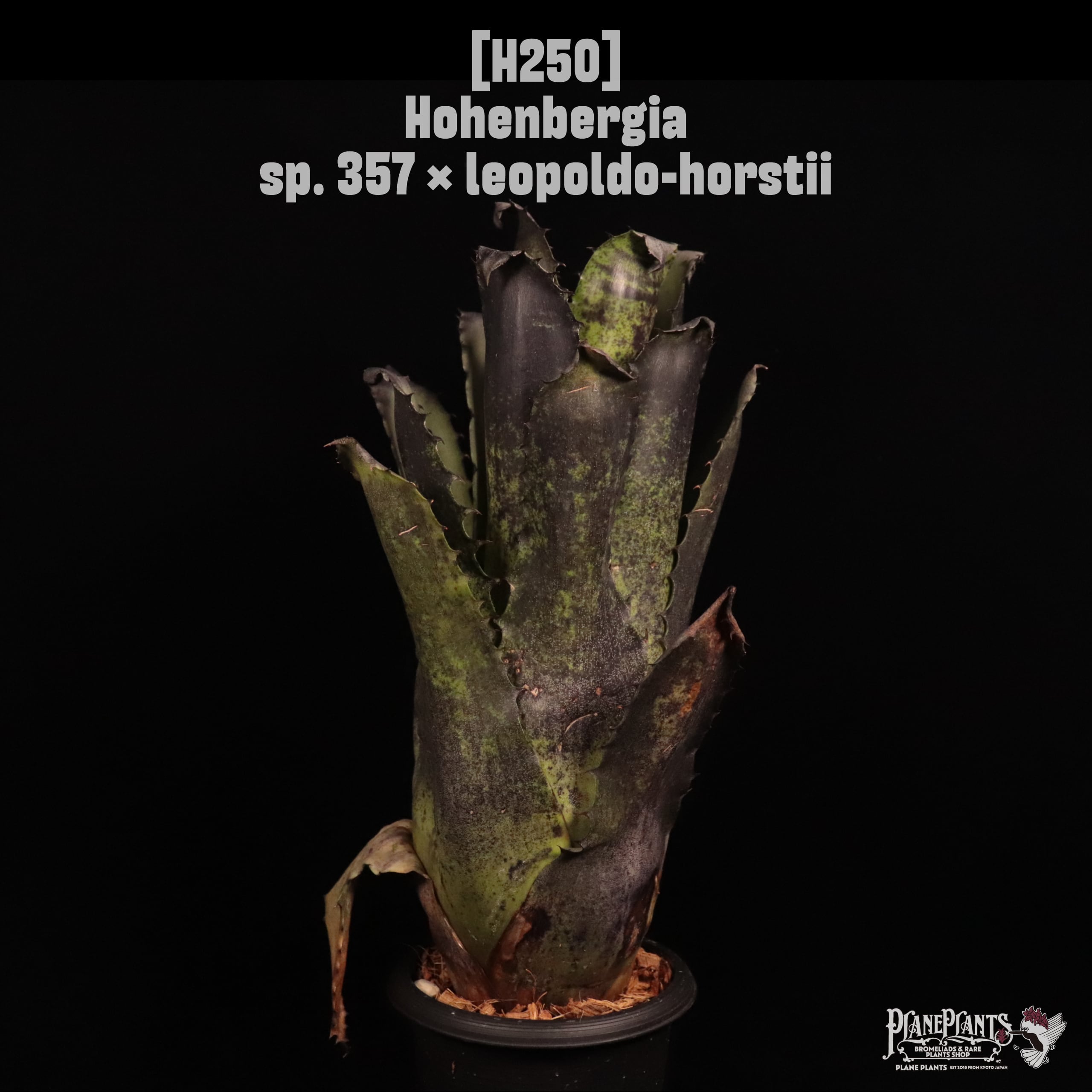 Hohenbergia sp. 357 × leopoldo-horstii〔ホヘンベルギア〕H250