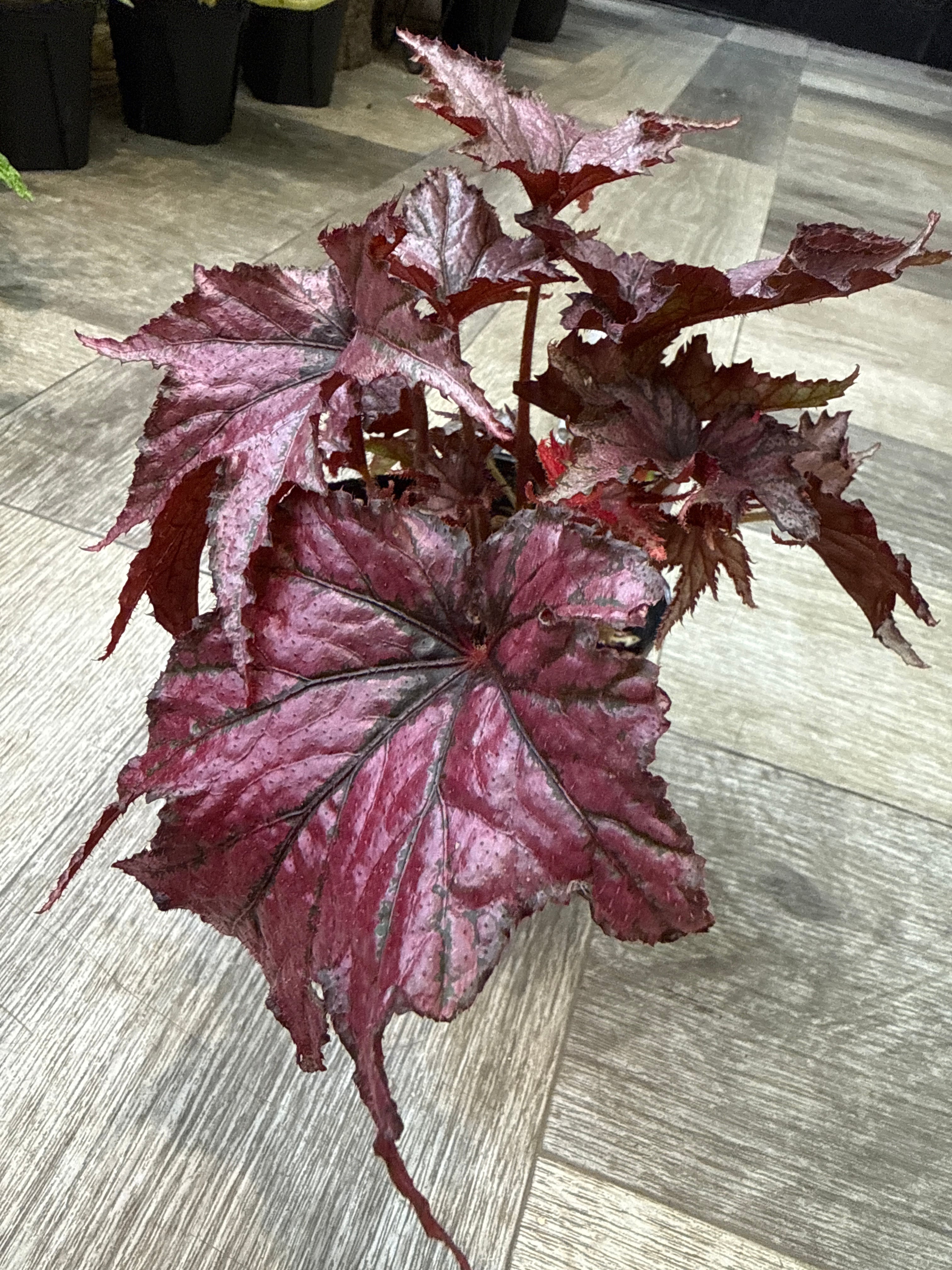 ベゴニア・ペペロミアなど | Gardenえん 【観葉熱帯植物】