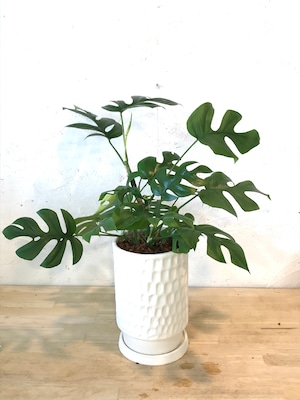 観葉植物　ヒメモンステラ　陶器鉢付