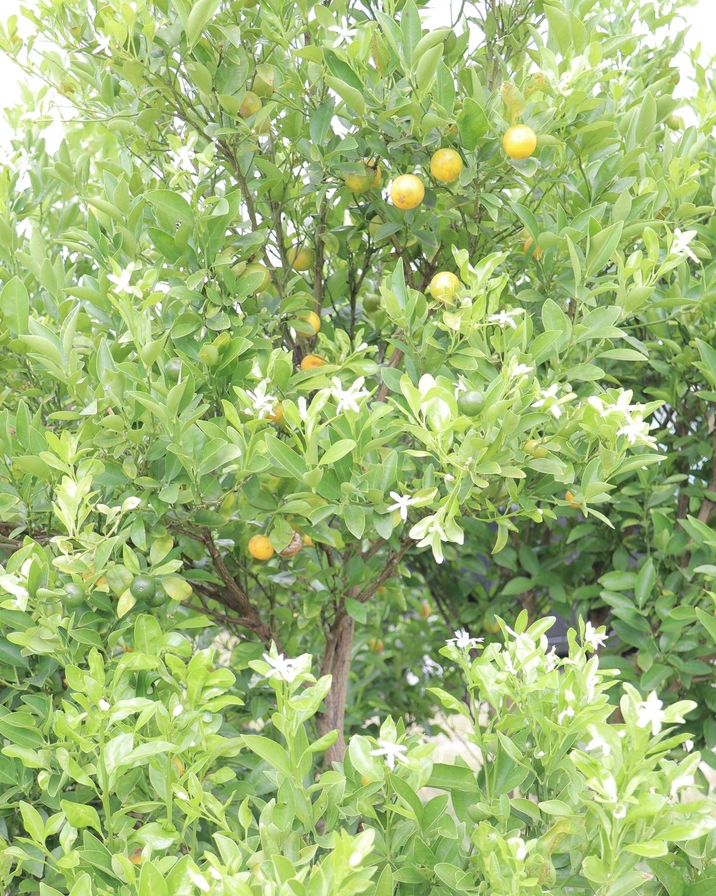 ドライ四季橘（カラマンシー） | なら橘プロジェクト推進協議会