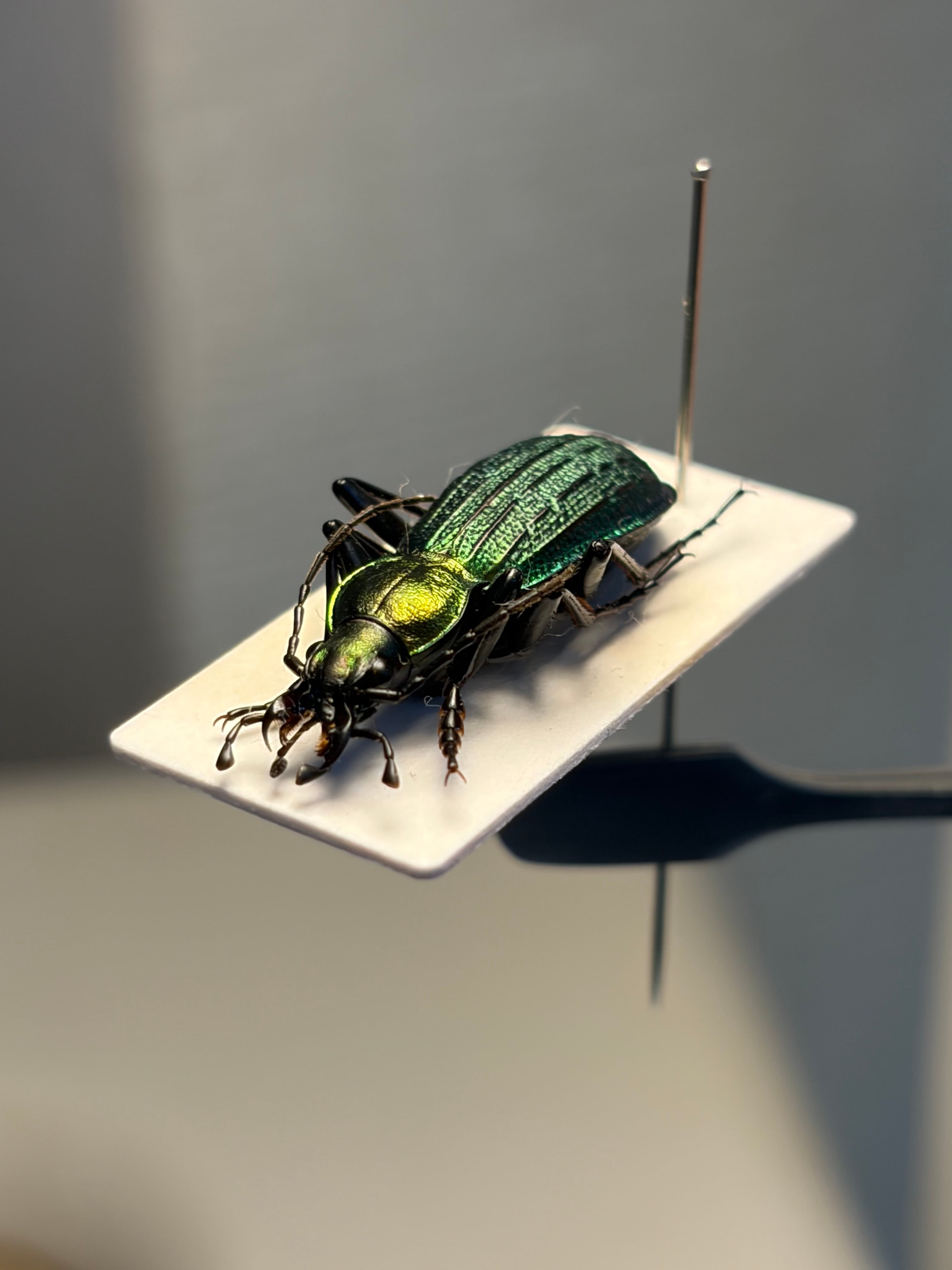 【25mm】アイヌキンオサムシ グリーン標本 Carabusキタオオルリオサムシ 25mm】アイヌキンオサムシ グリーン 標本 Carabus kolbei キタオオルリ