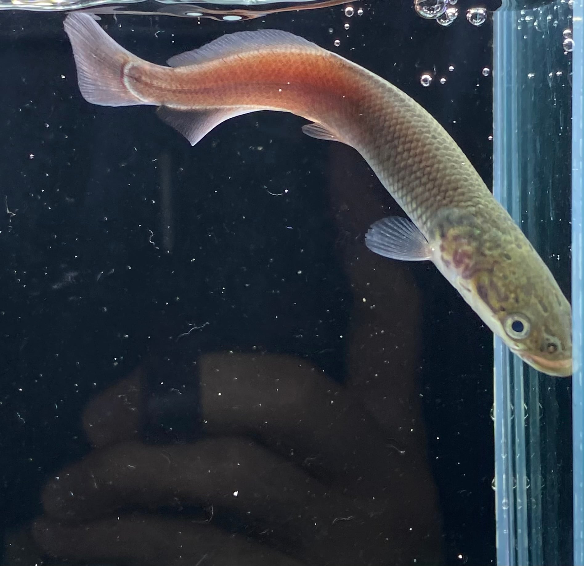 怪魚 ピラルク (Arapaima gigas ) 1匹 | アクアショップあんじゅ