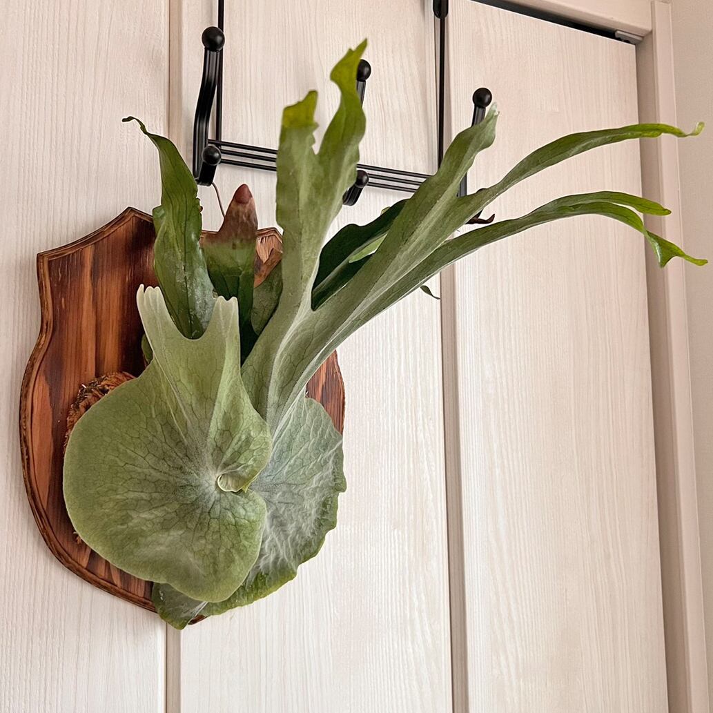 ビカクシダ グランデ 板付 【観葉植物 壁掛け コウモリラン