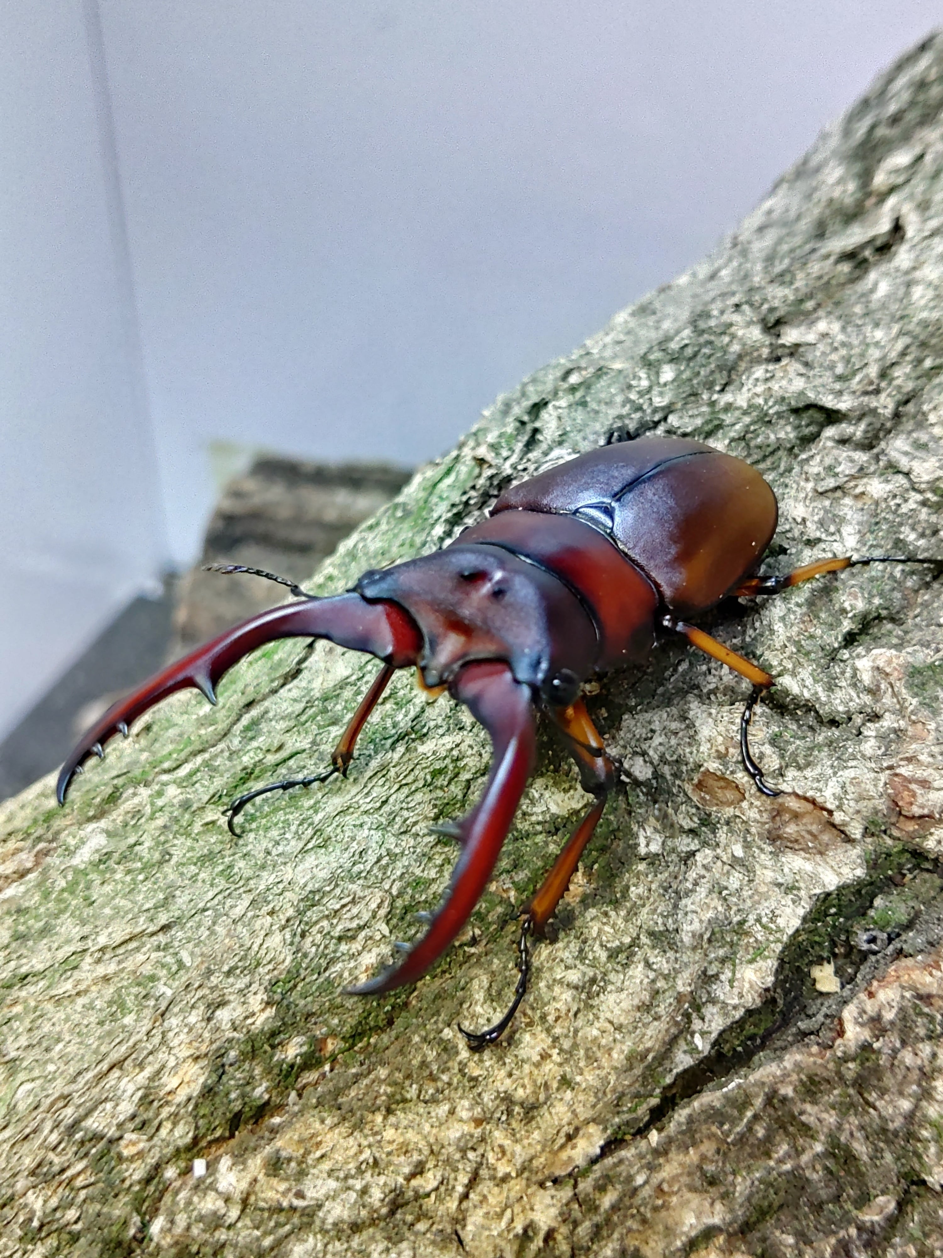 伝説の七節】ロードハウナナフシに酷似のトゲアシフトナナフシオバケ