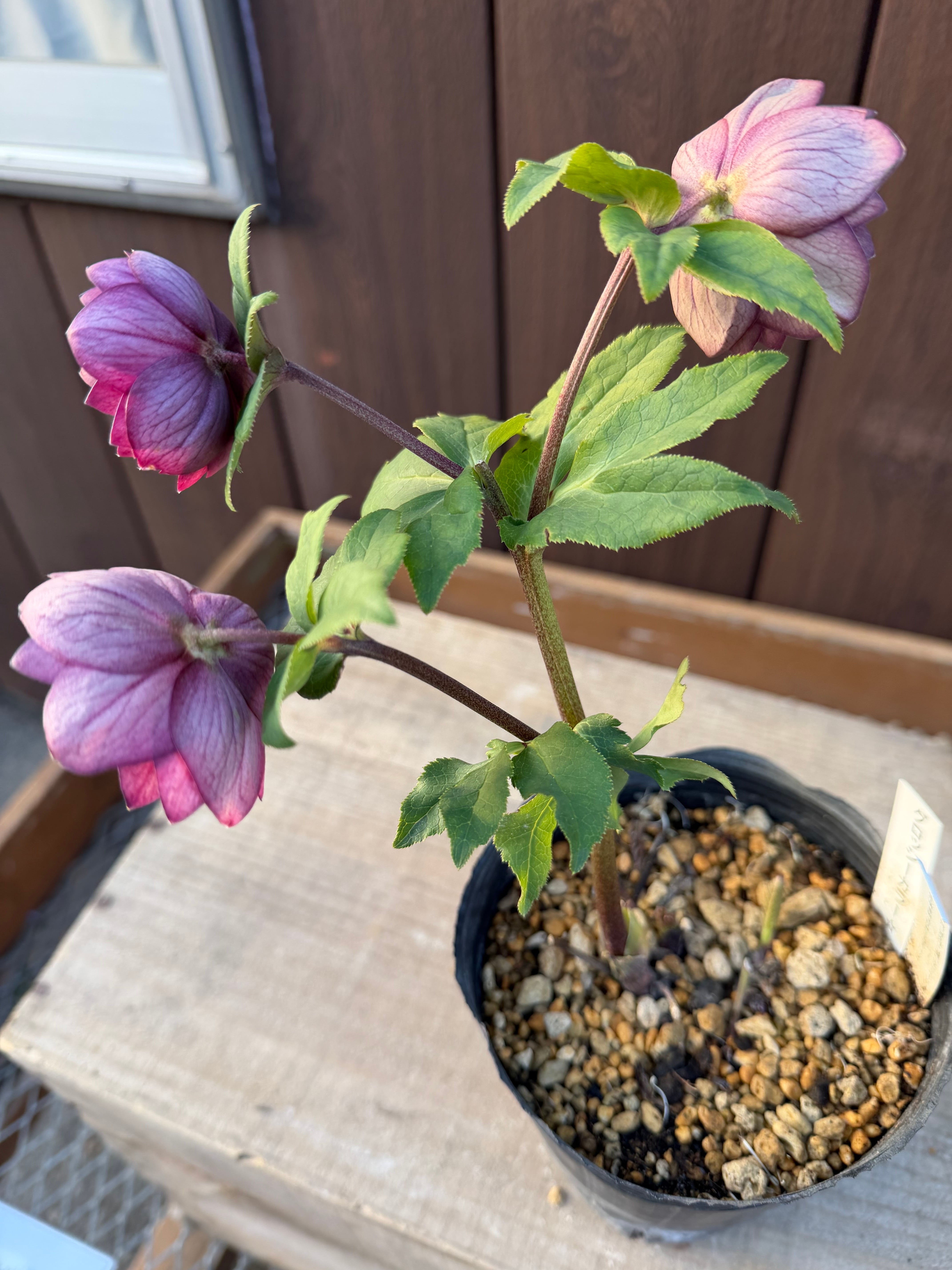 グロッシー☆カラー ローズピンク 加藤農園 クリスマスローズ【Ka103