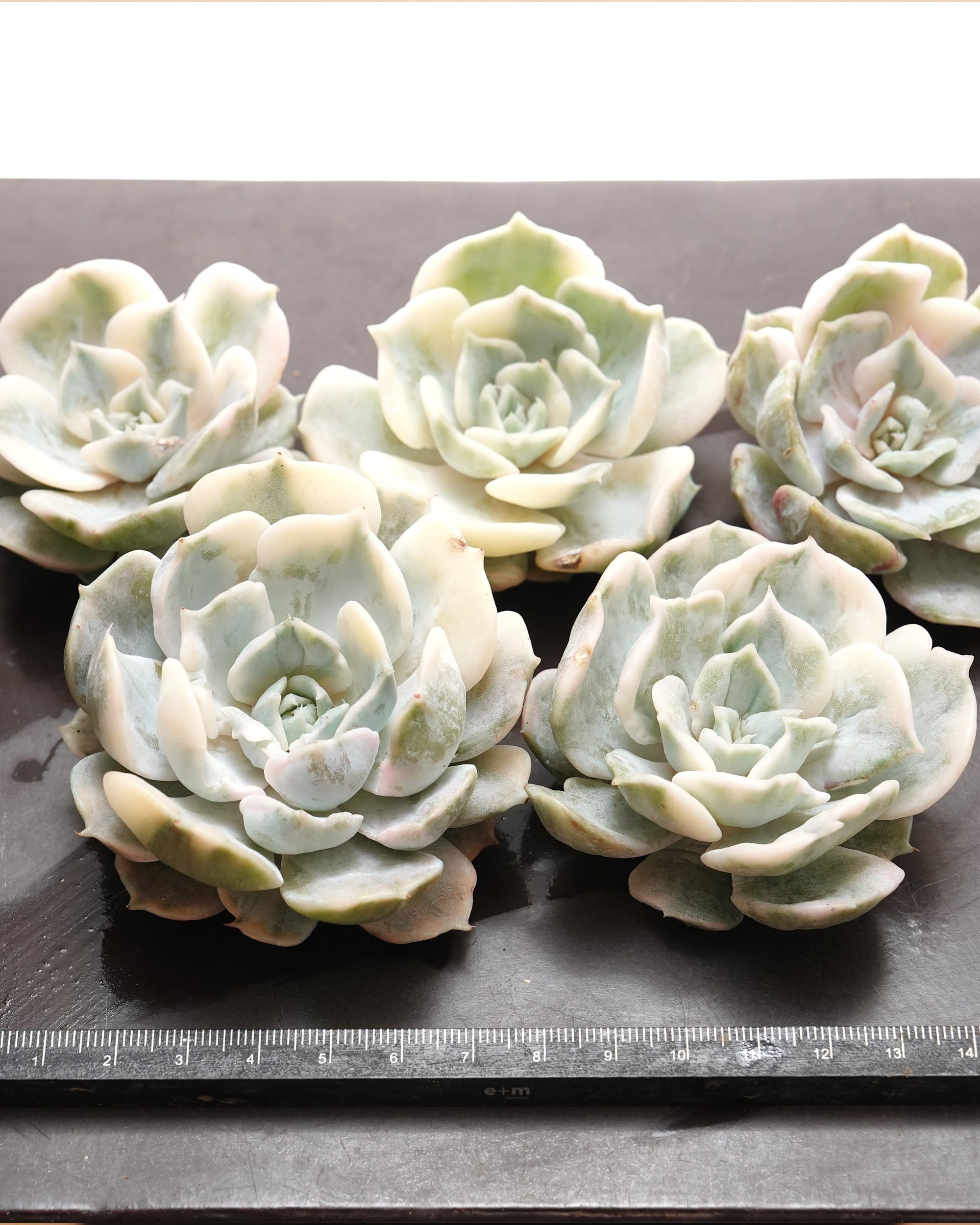 カット苗 ローラ錦 崩れ斑（リラシナ錦） Echeveria 'Lola' Variegated